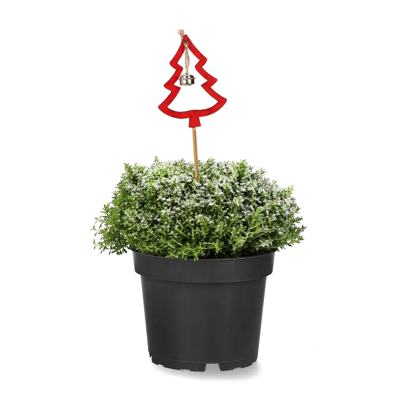 Hebe 'Green Boys' S&G 12 cm