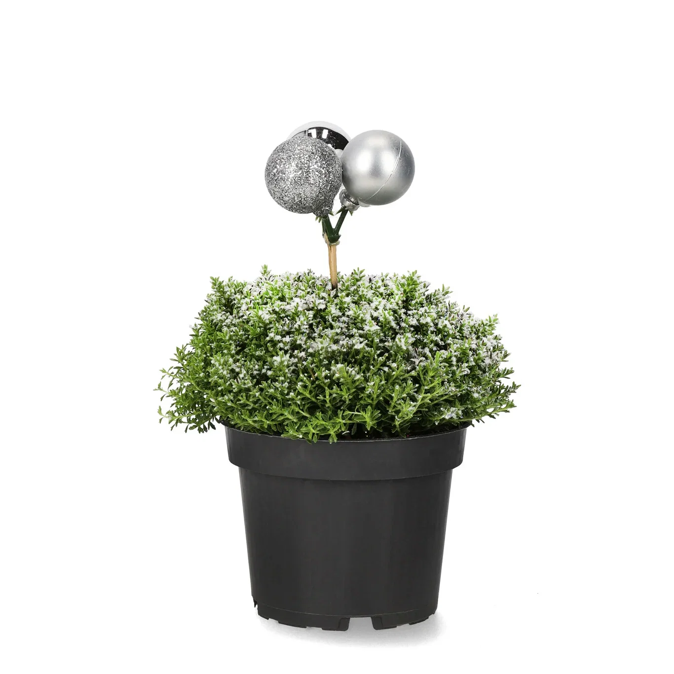 Hebe 'Green Boys' S&G 12 cm