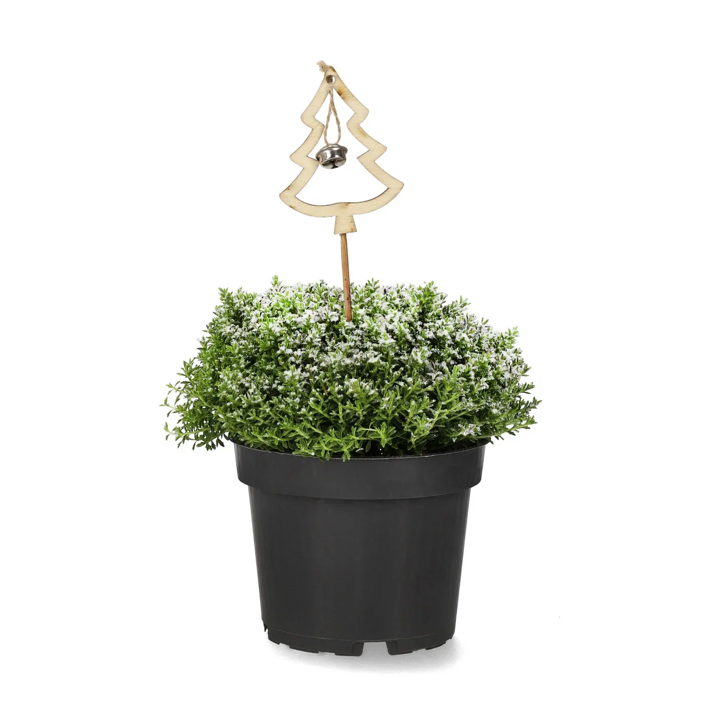 Hebe 'Green Boys' S&G 12 cm