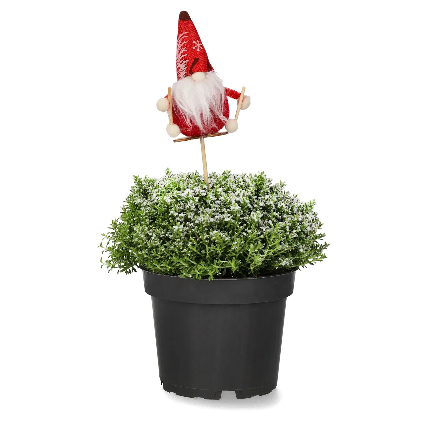 Hebe 'Green Boys' S&G 12 cm