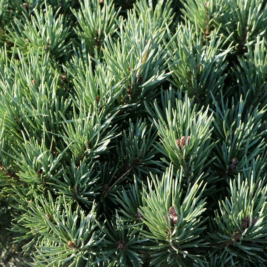 Pinus sylvestris 'Watereri' stem 40cm 32cm