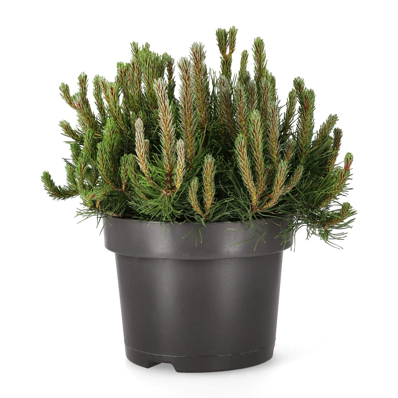 Pinus mugo var. pumilio 23cm