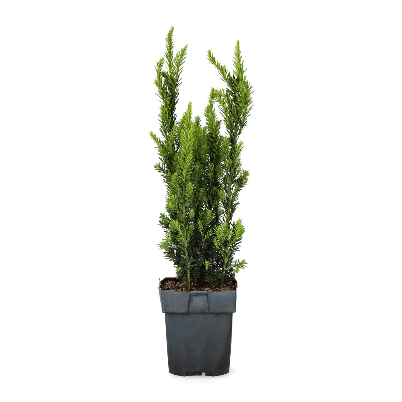 Hybrididegran 'Hillii'