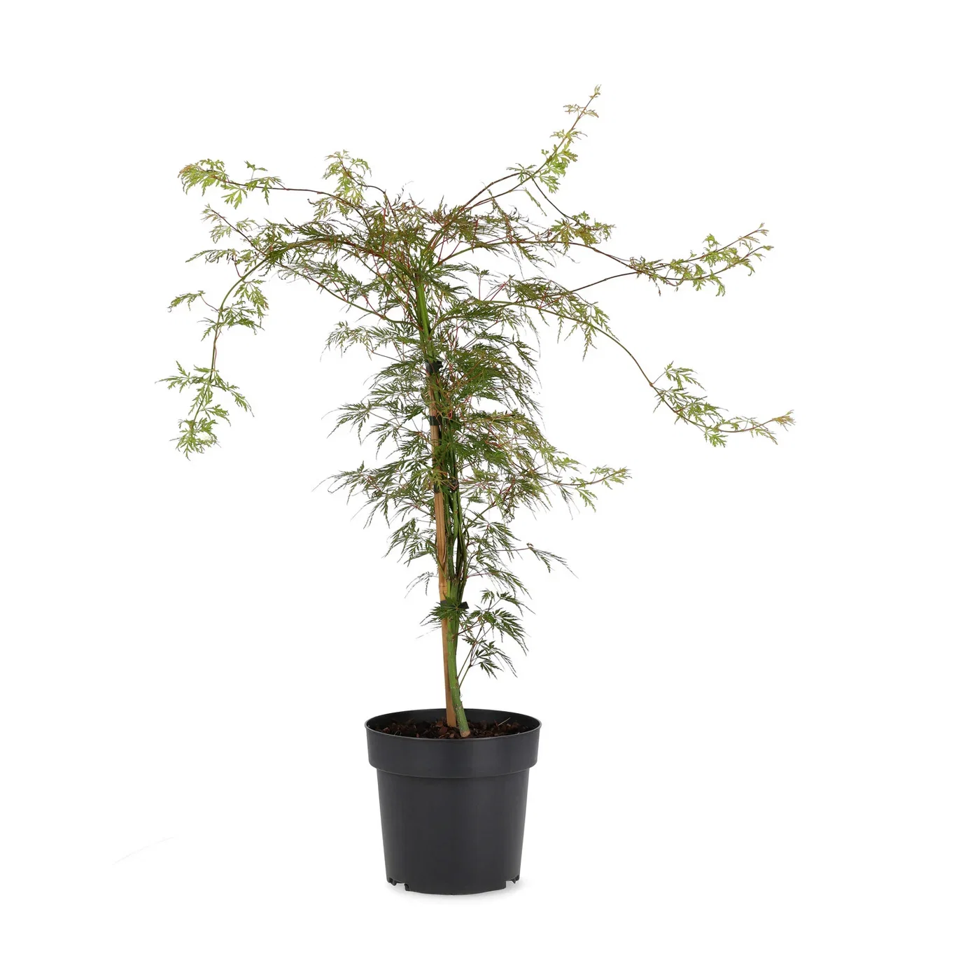 Flikbladig japansk lönn 'Emerald Lace'
