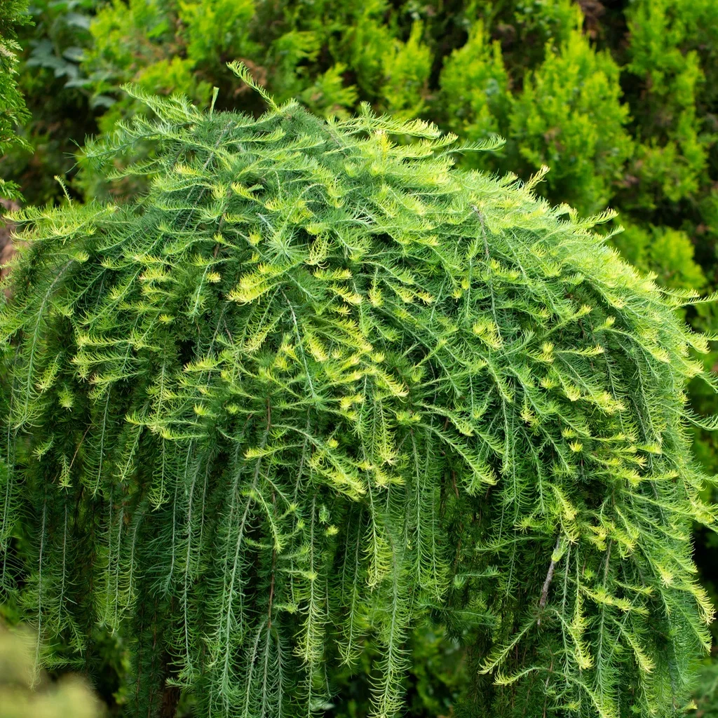 Larix kaempferi 'Boring Weeper' stem 120cm 29cm