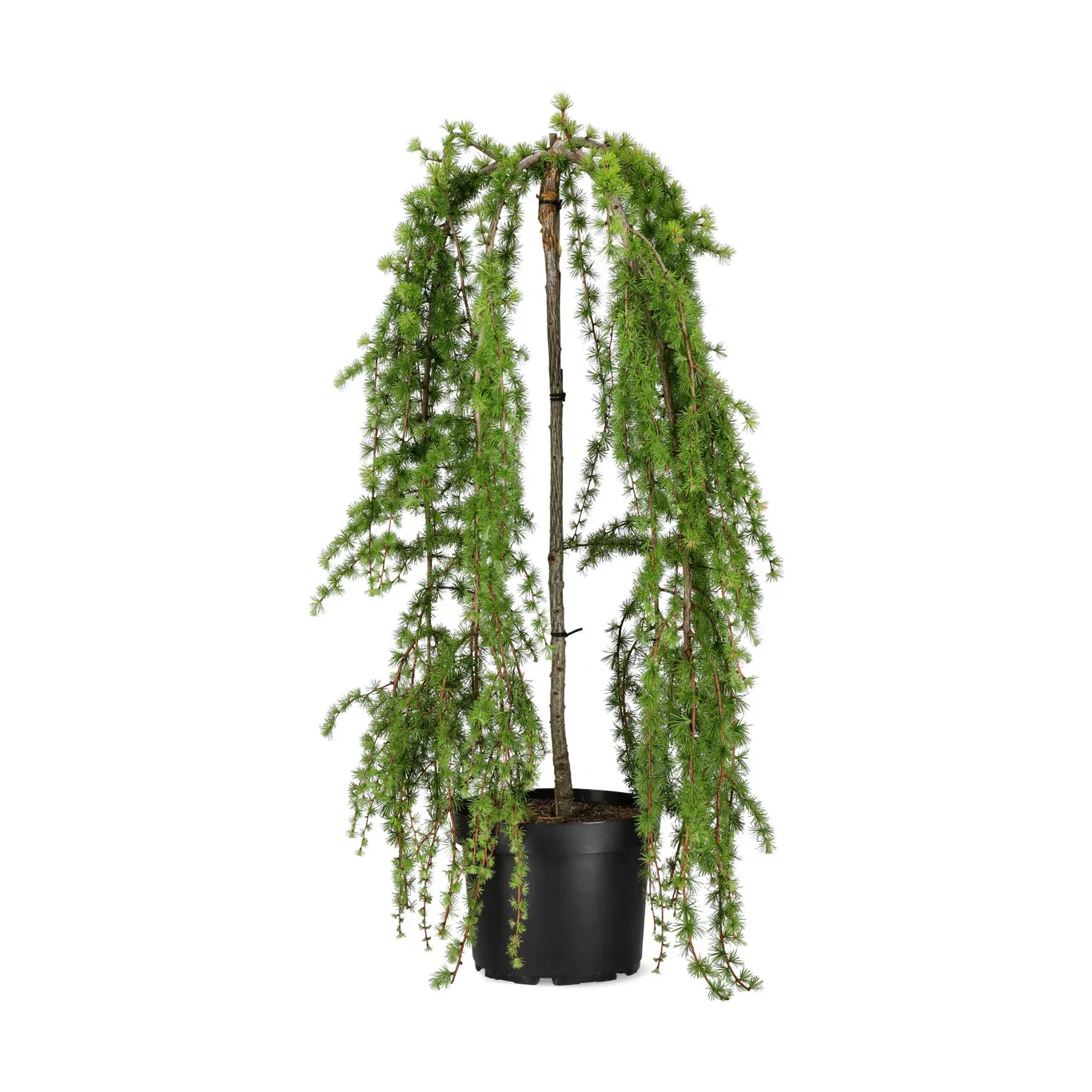 Larix kaempferi 'Boring Weeper' stem 120cm 29cm