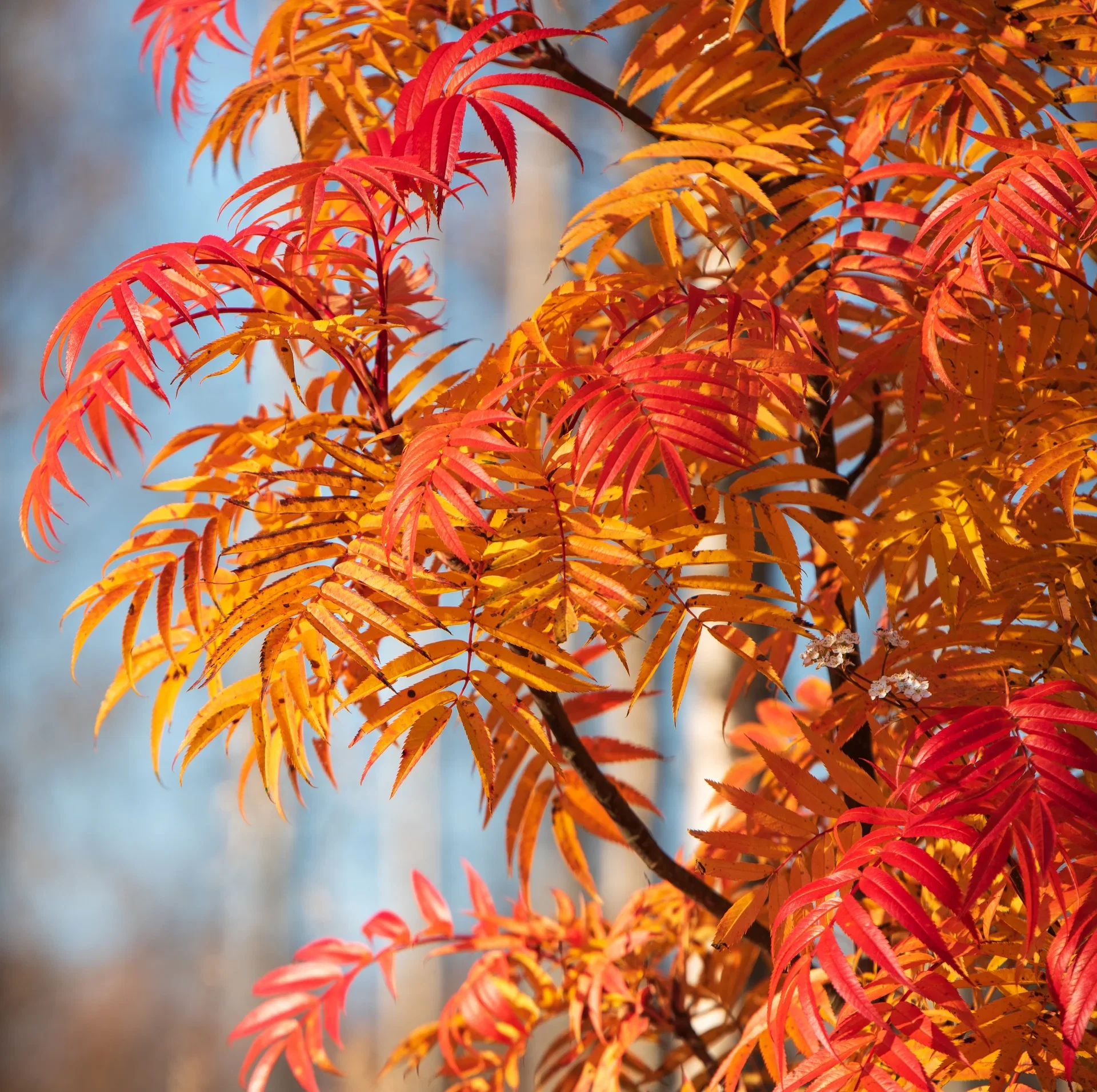 Sorbus 'Dodong' 175-200cm 12L