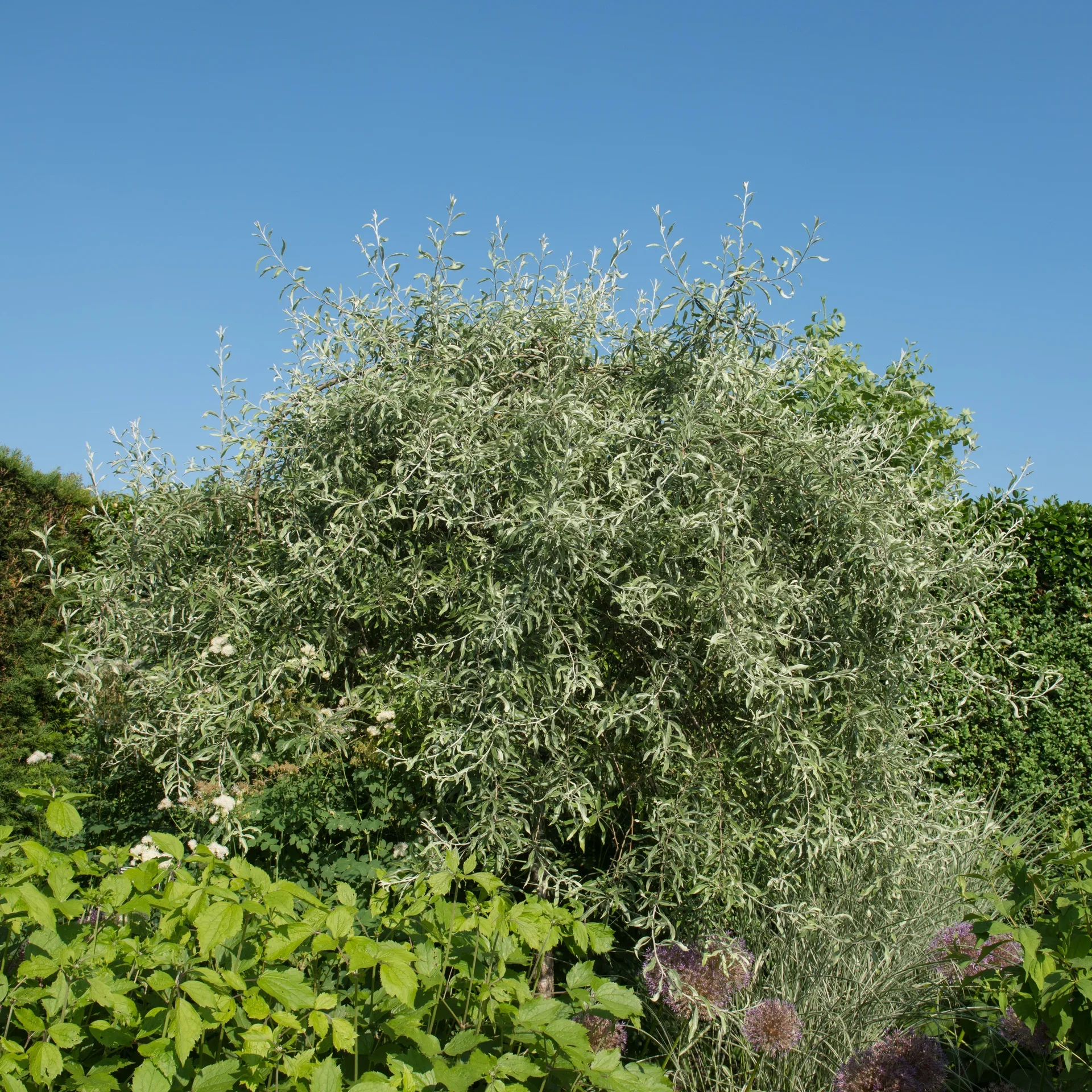Silverpäron 'Pendula'