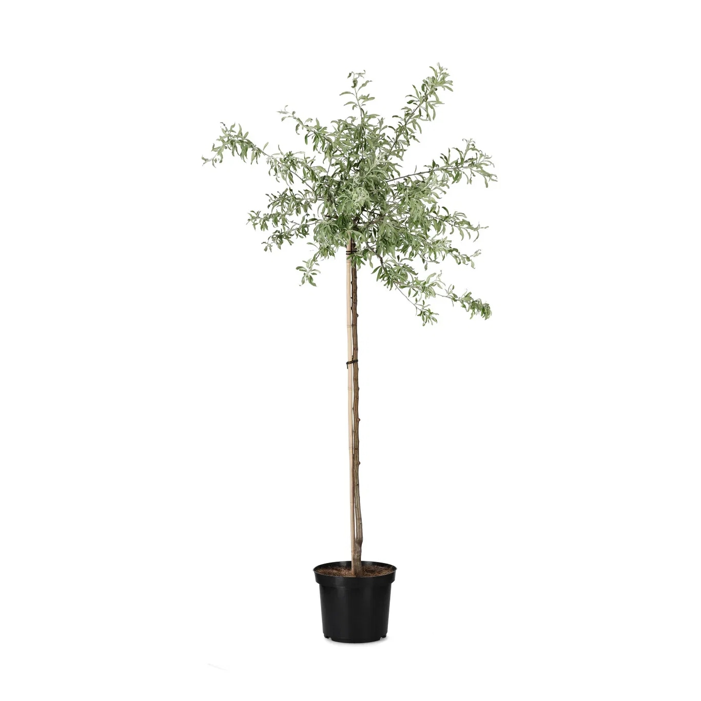 Silverpäron 'Pendula'