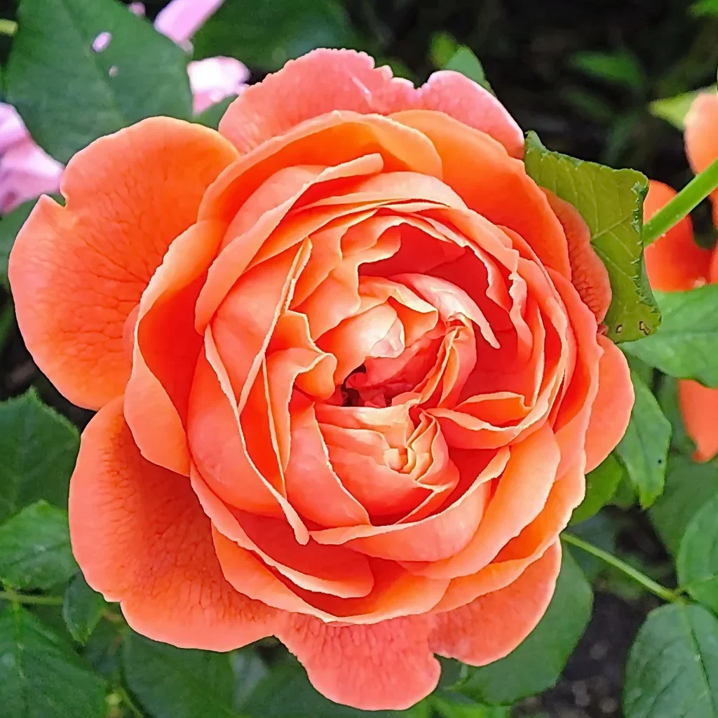 Modern buskros CORAL COVE