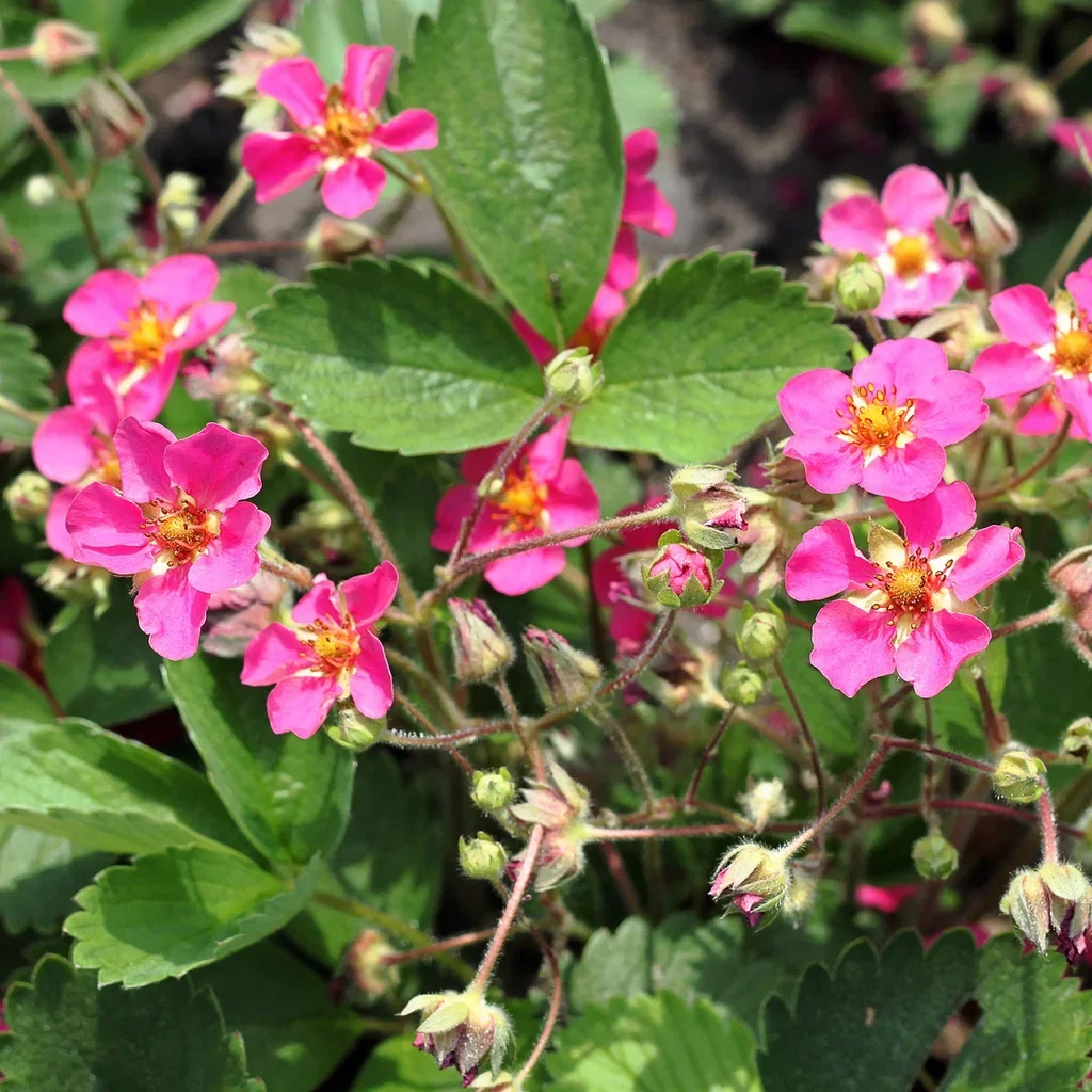 Fragaria x ananassa 'Summer Breeze Cherry Blossom' KRAV 10,5
