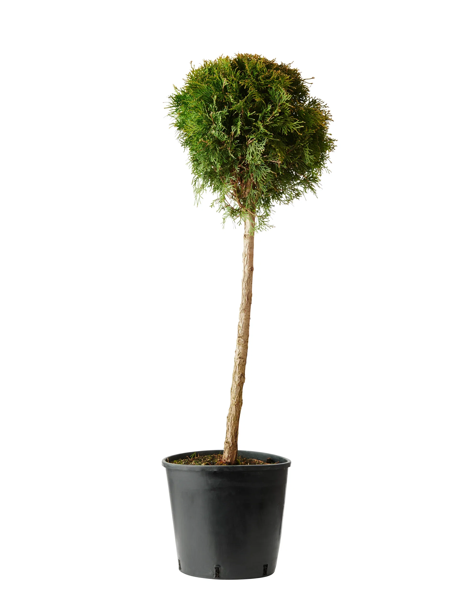 Thuja occ. 'Smaragd' Ball on stem 32CM