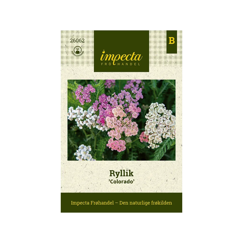 Achillea millefolium 'Colorado'