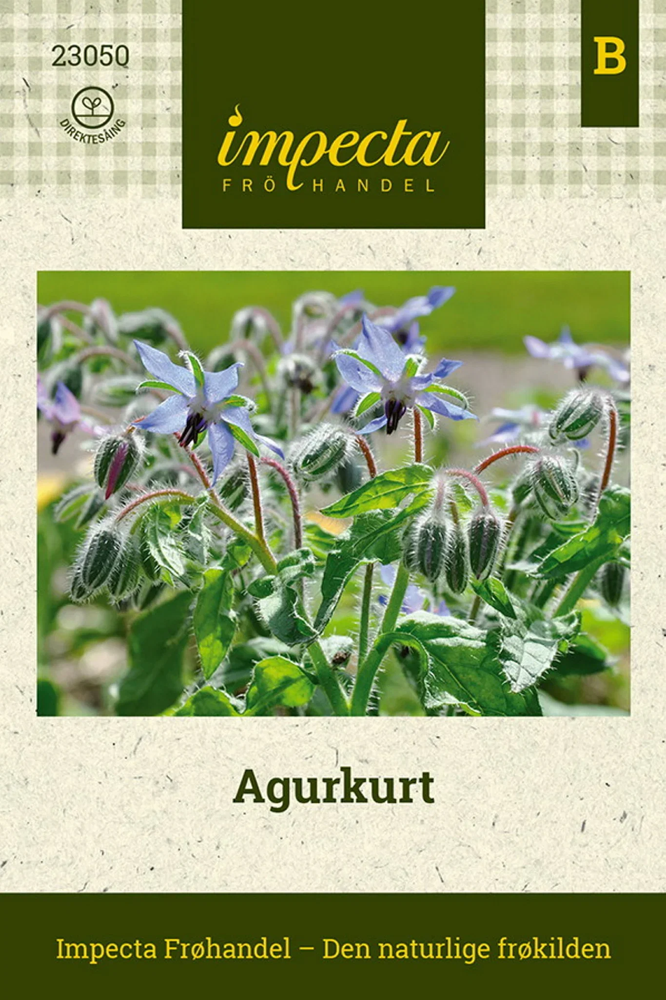 Borago officinalis