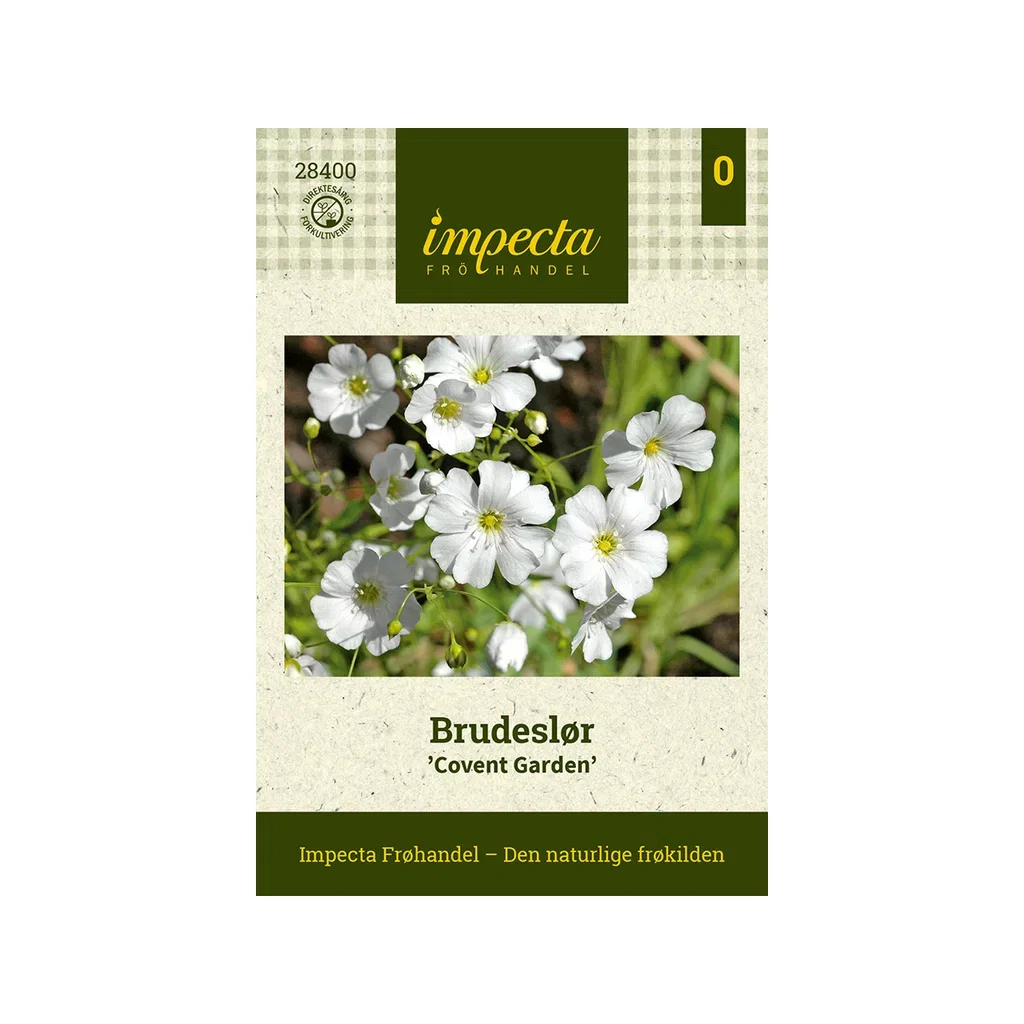 Gypsophila elegans 'Covent Garden'