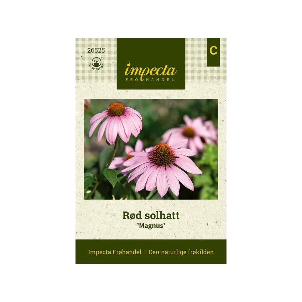 Echinacea purpurea 'Magnus'