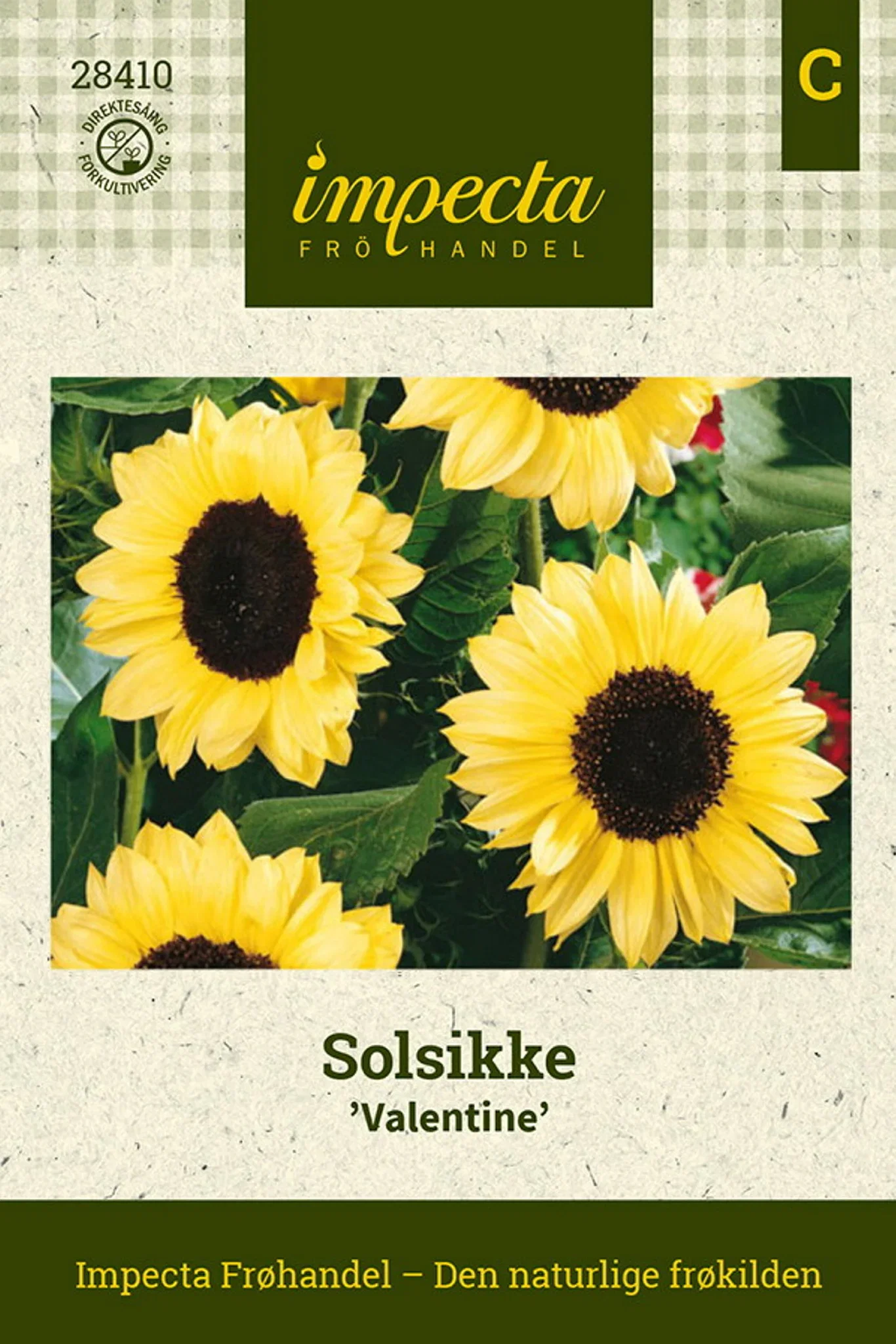 Helianthus annuus 'Valentine'