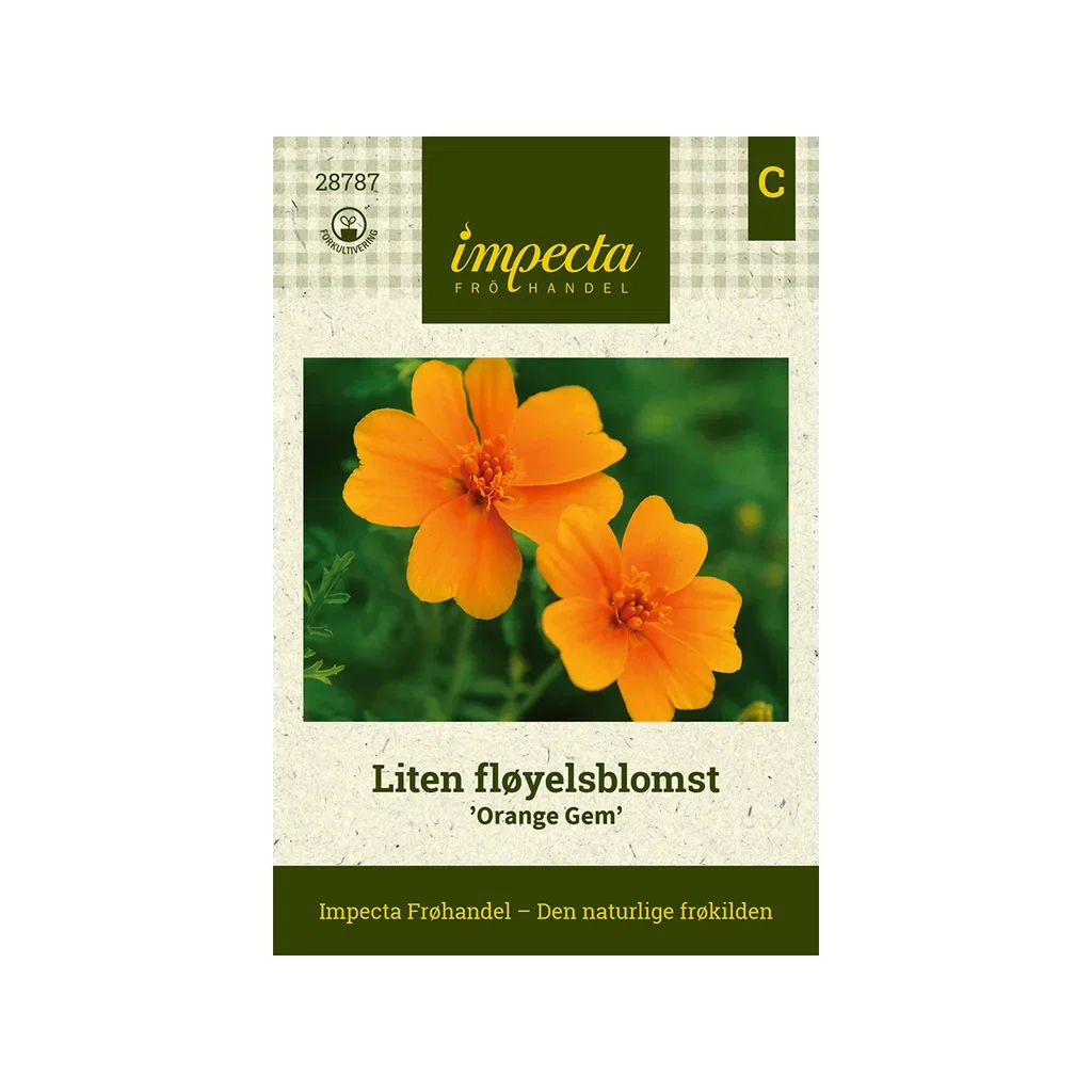 Tagetes tenuifolia 'Orange Gem'