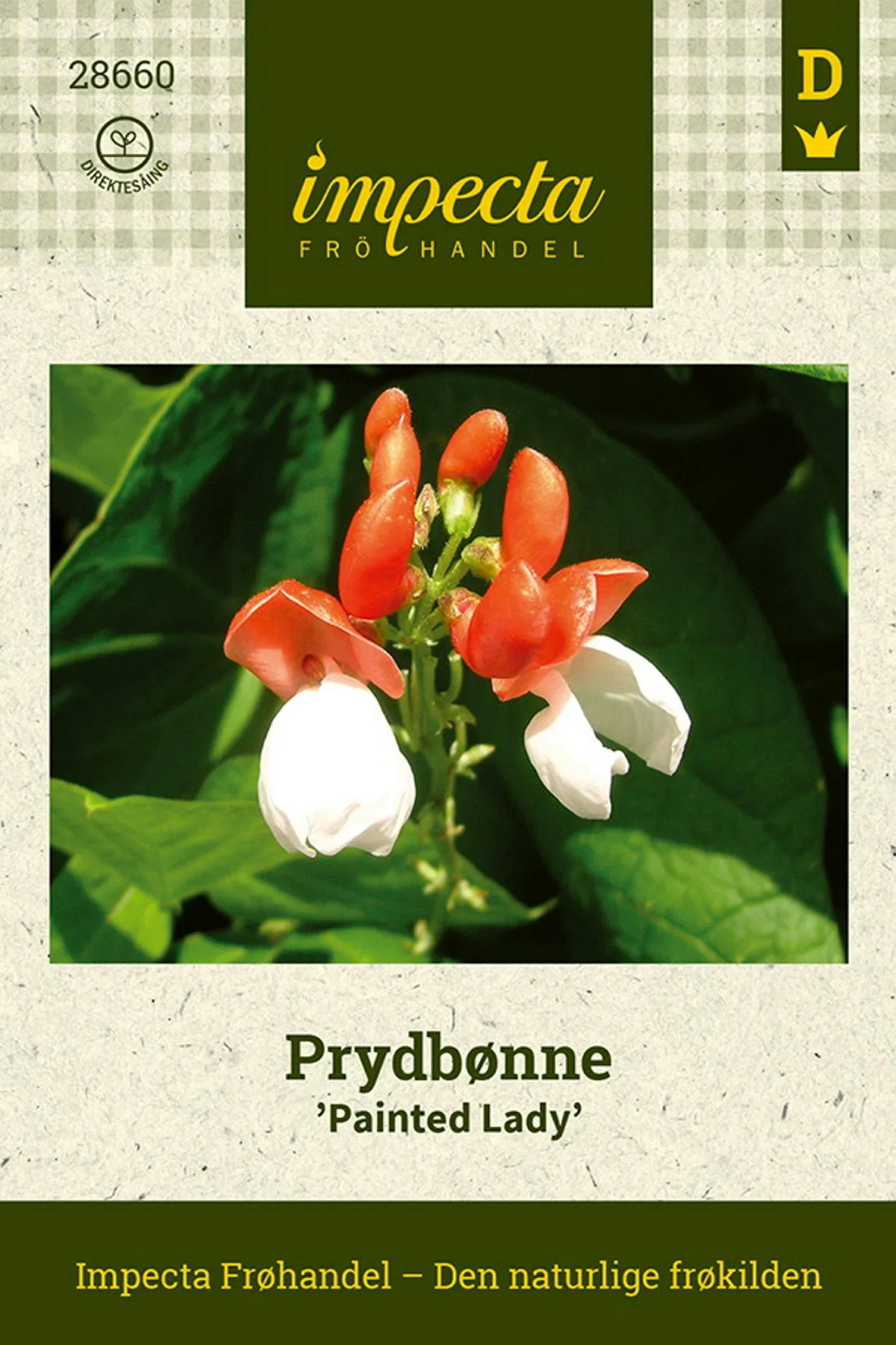 Phaseolus coccineus 'Painted Lady'