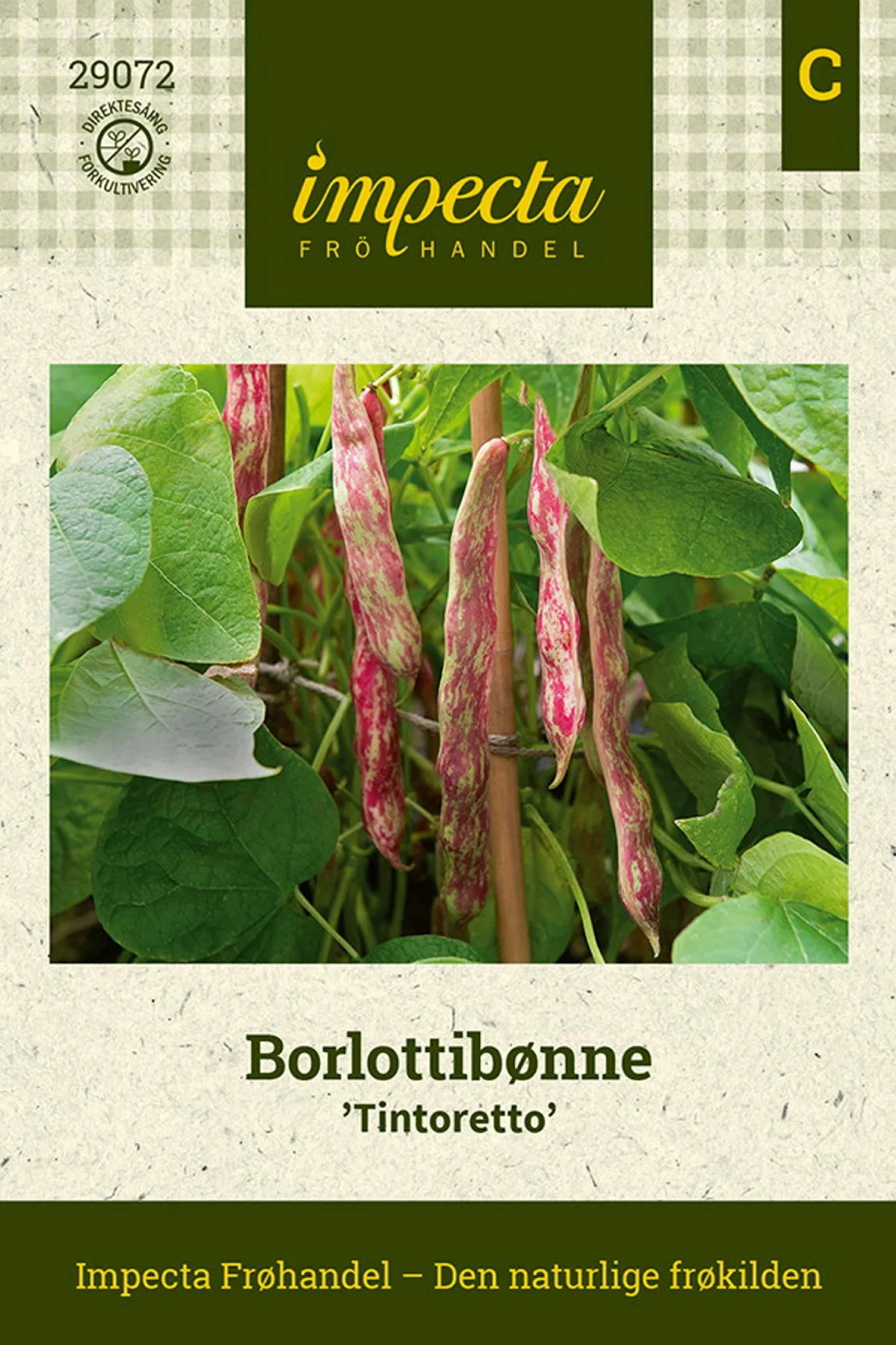 Phaseolus vulgaris 'Tintoretto'