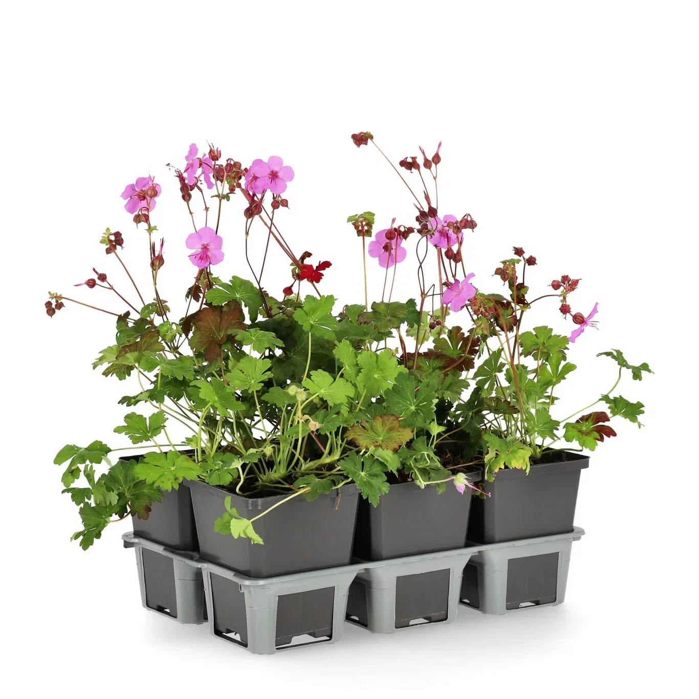 Geranium x cantabrigiense 'Karmina' 6-pack