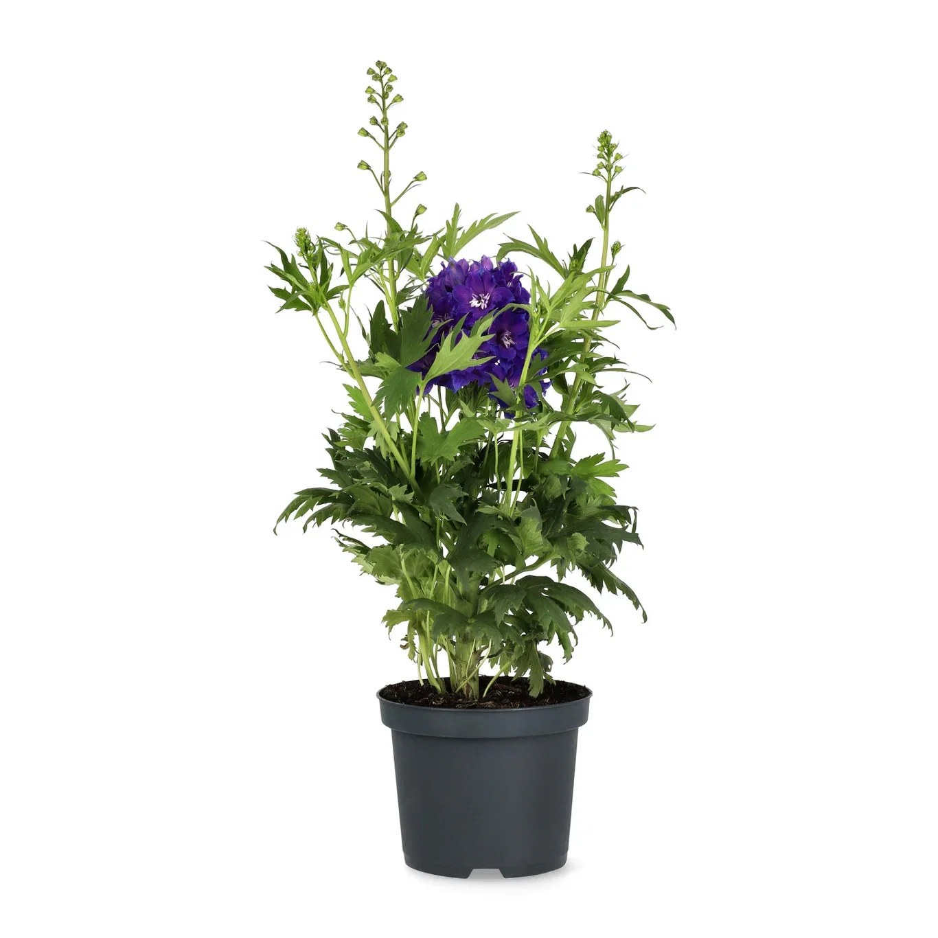 Delphinium 'Delgenius' 19 cm