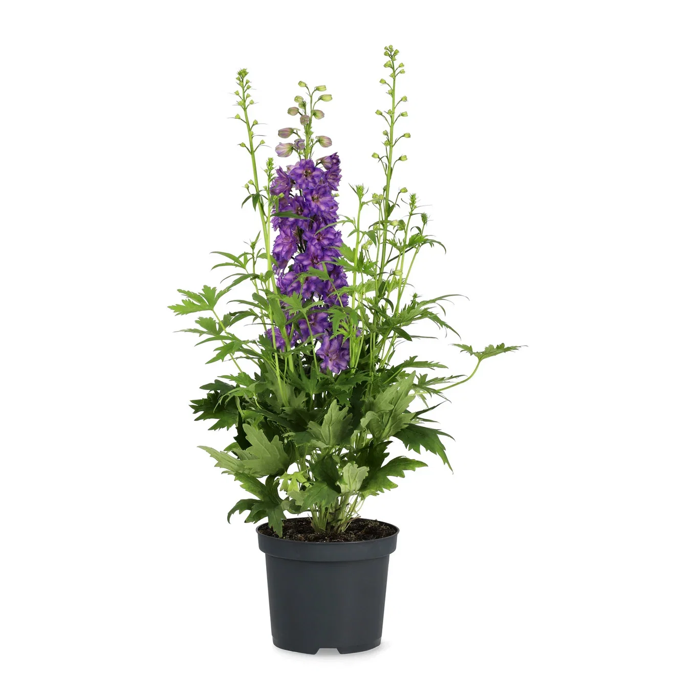 Delphinium 'Delgenius' 19 cm