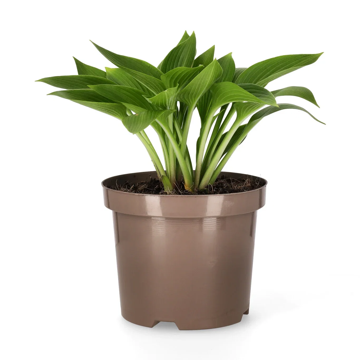 Blåfunkia 'Devon Green'