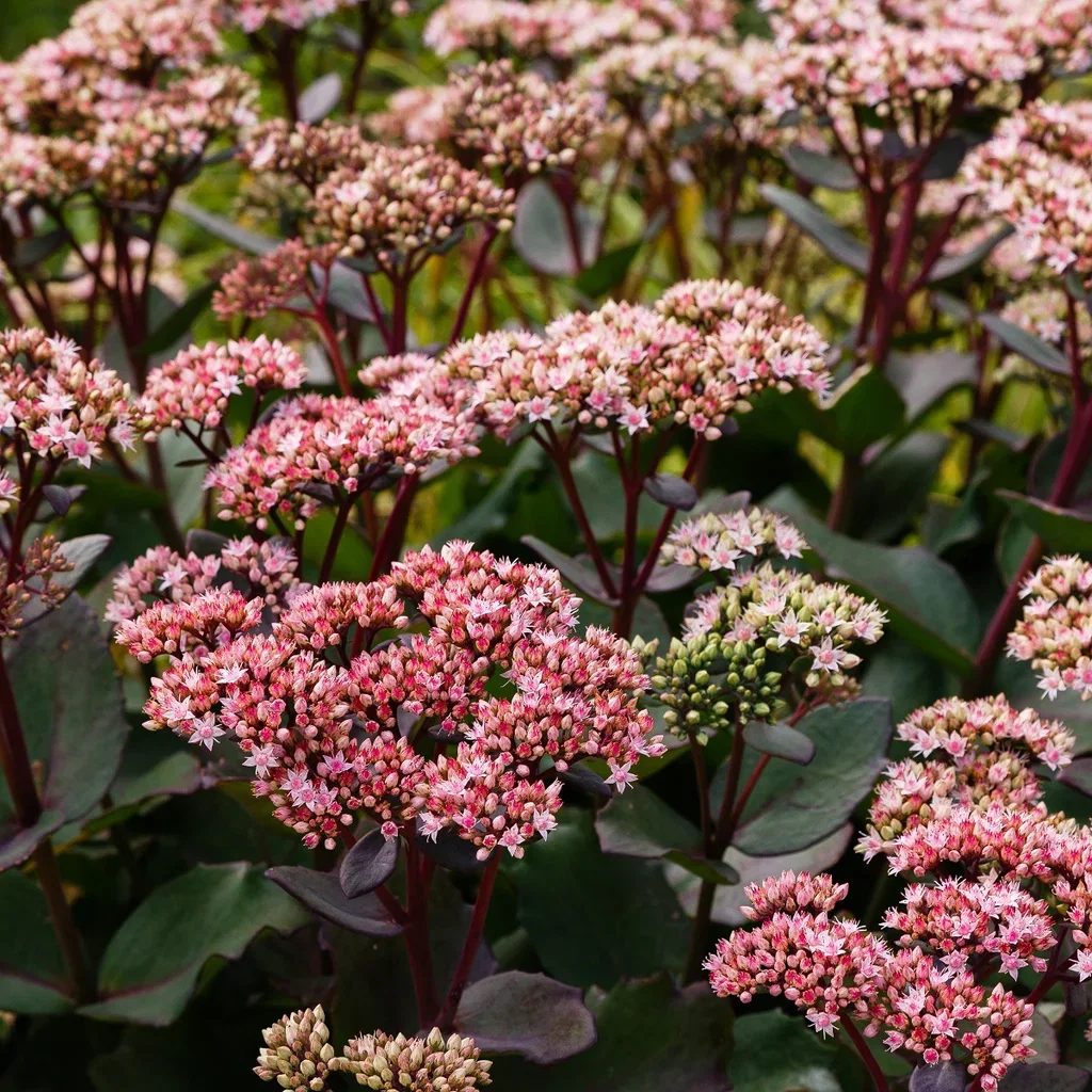 Kärleksört 'Hot Rose Dark Stems'