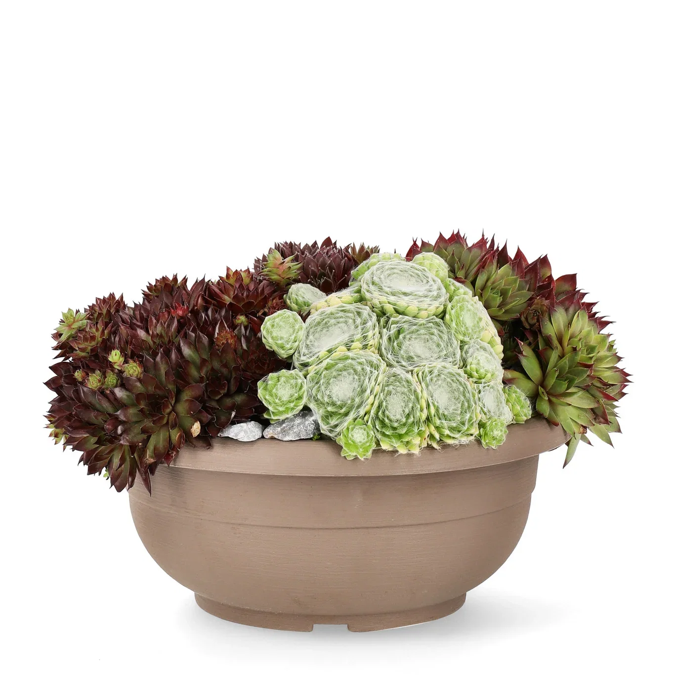 Sempervivum mix Bowl 25cm