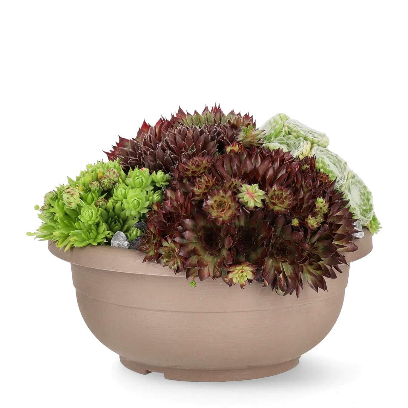 Sempervivum mix Bowl 25cm