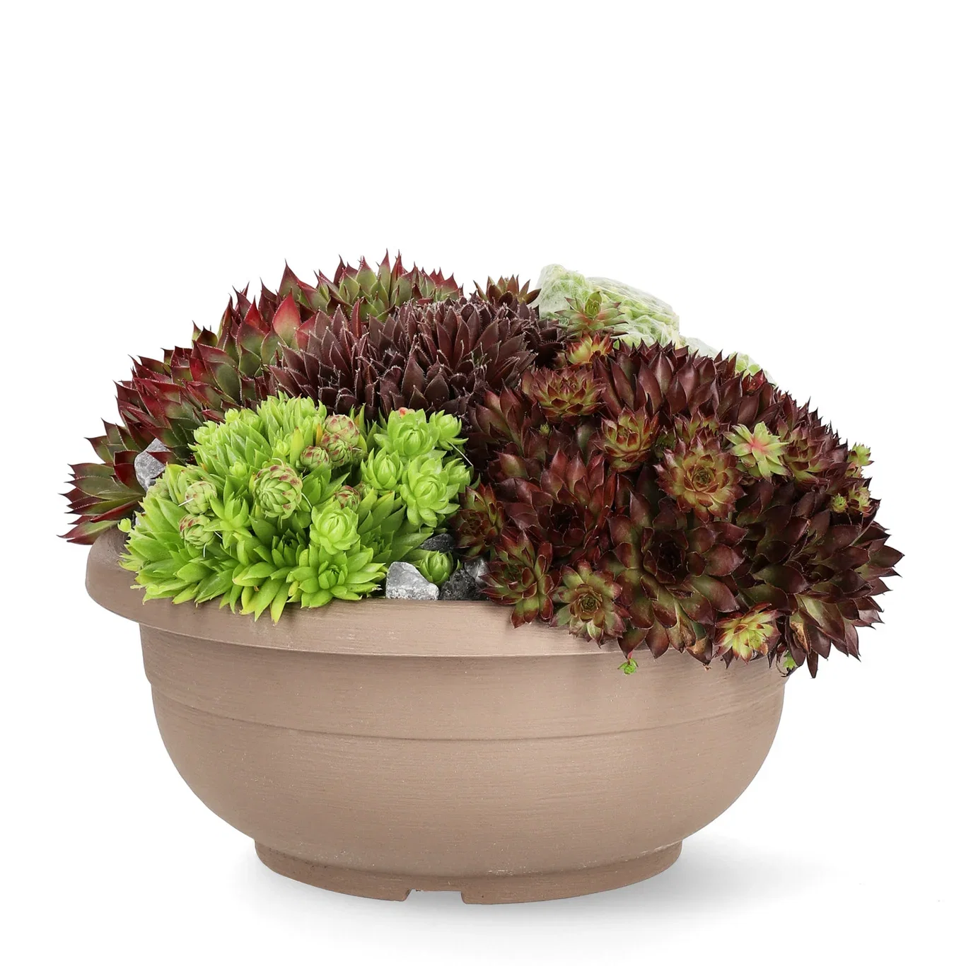 Sempervivum mix Bowl 25cm
