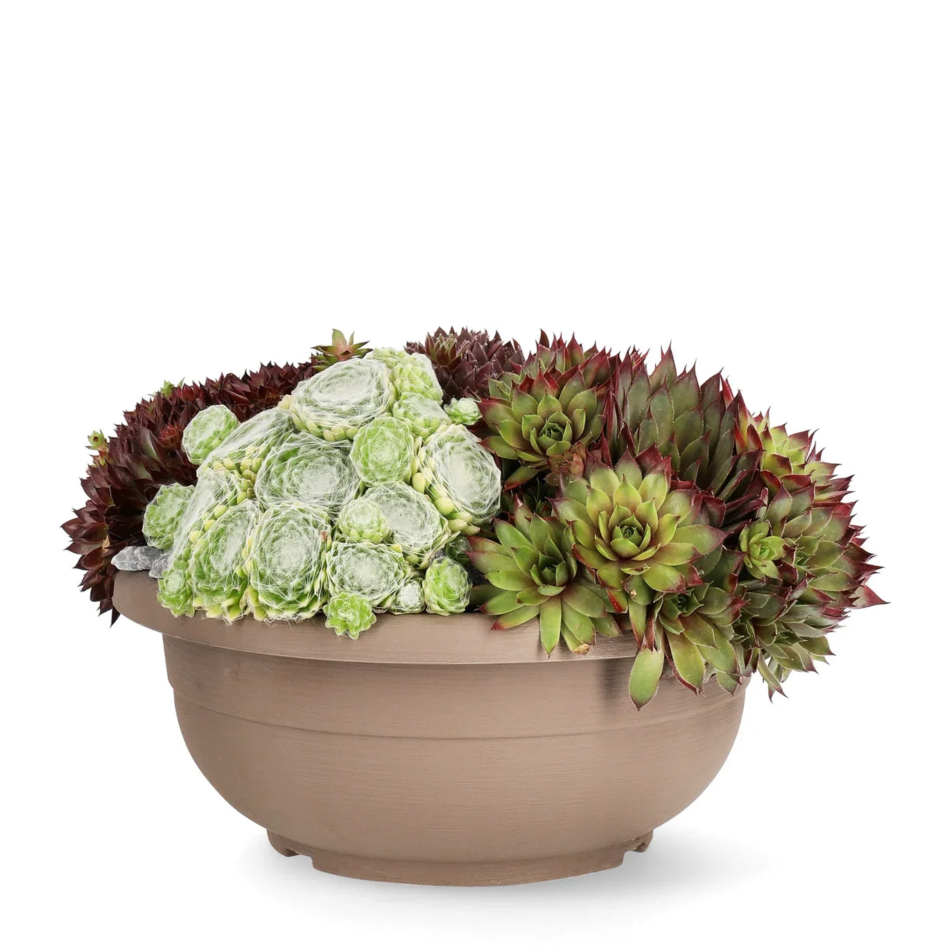 Sempervivum mix Bowl 25cm