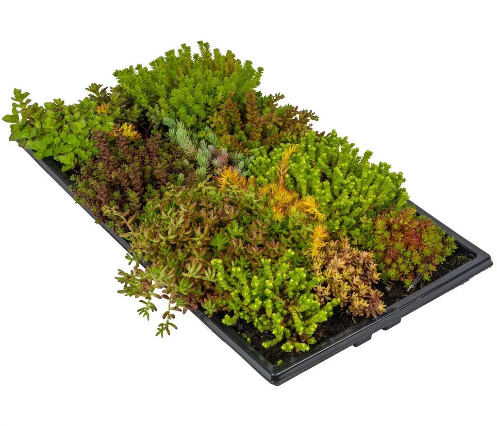 Sedummatta till tak Green Roof