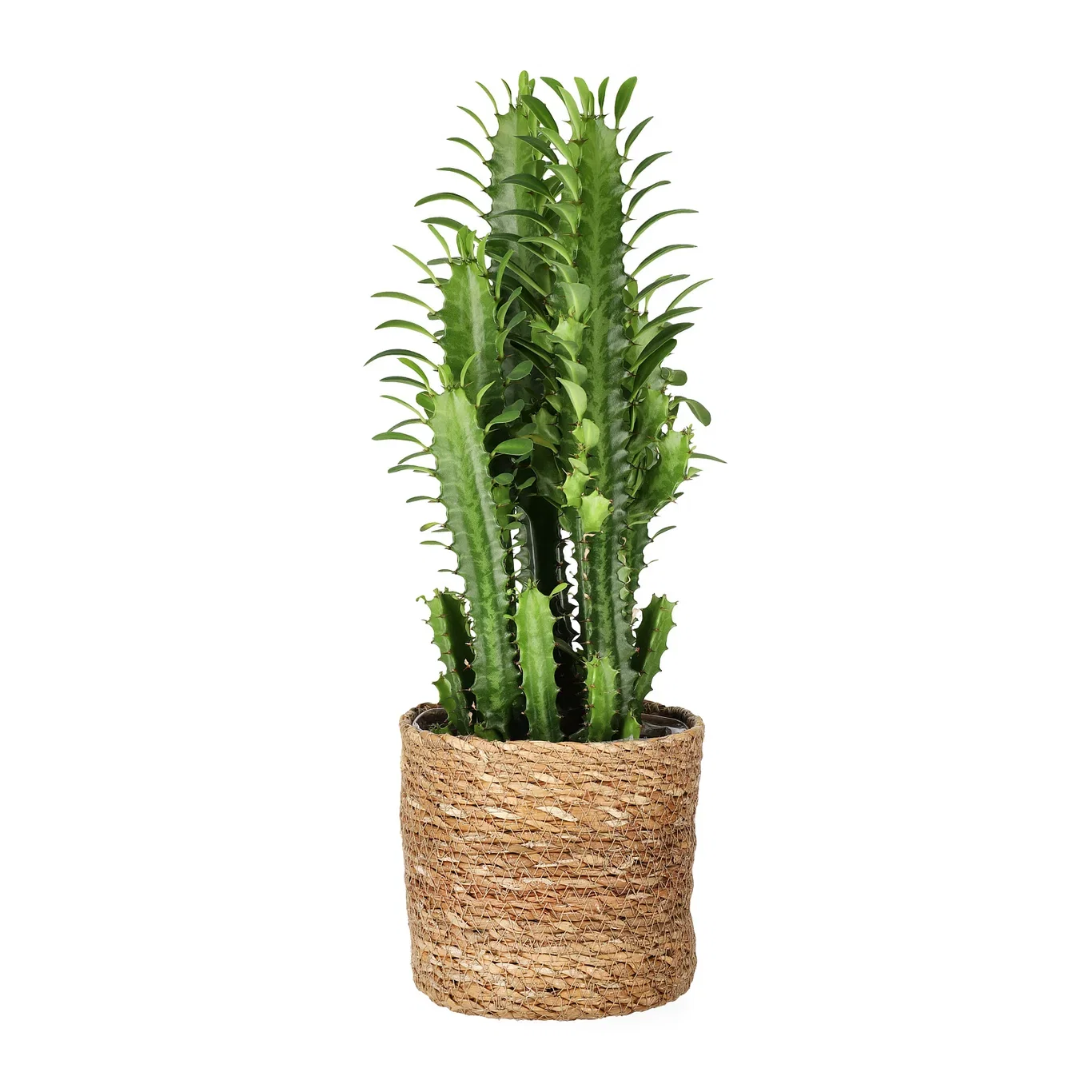 Naledi pot D11,5 natural