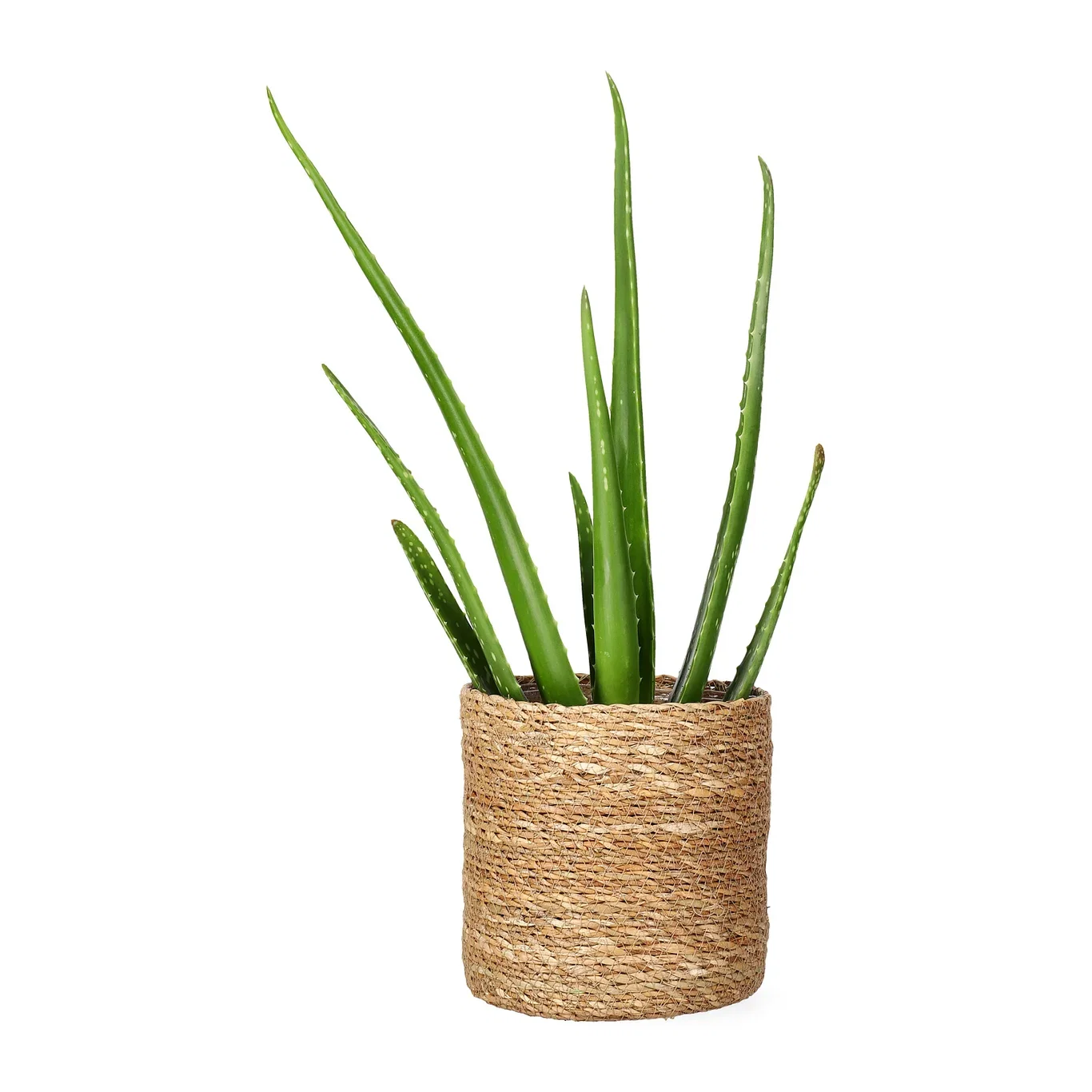Naledi pot D16 natural