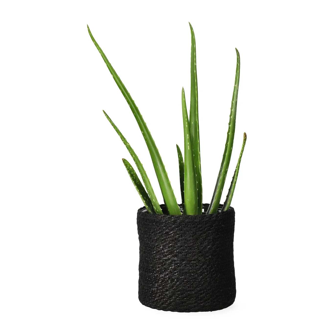 Naledi pot D16 black