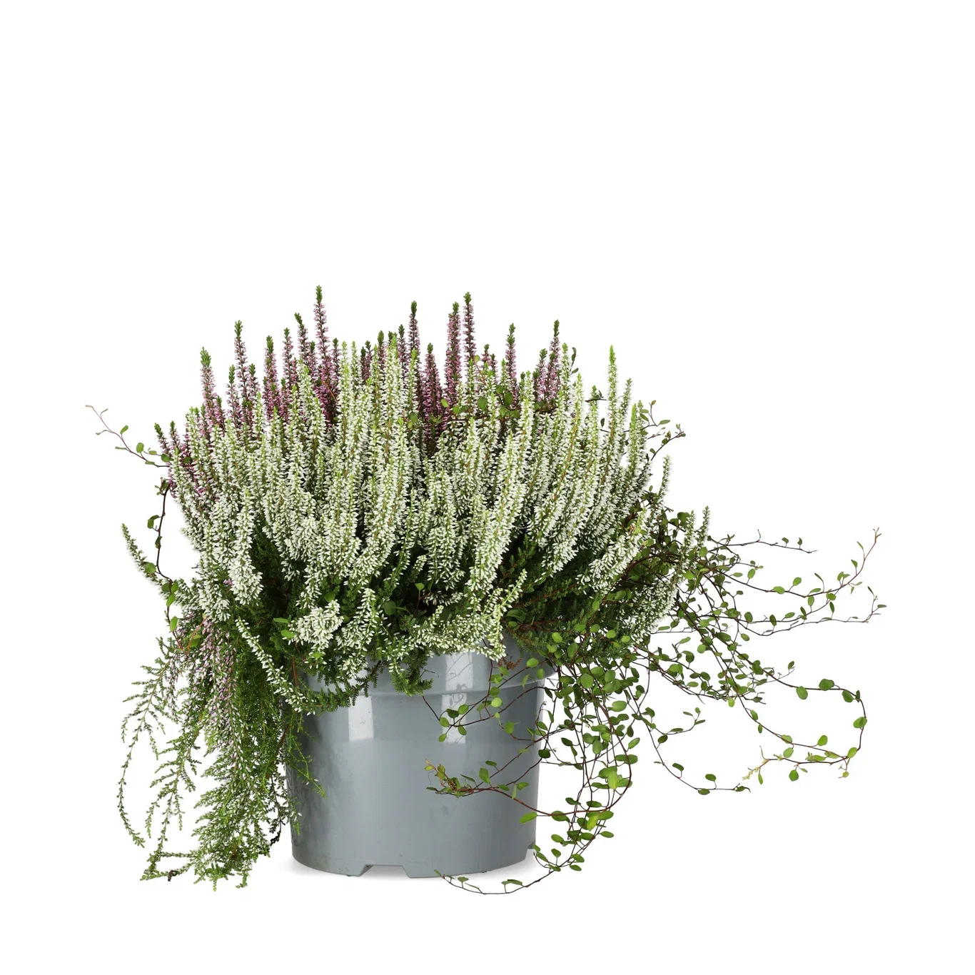 Ljung BEAUTY LADIES 'Beauty Belle'