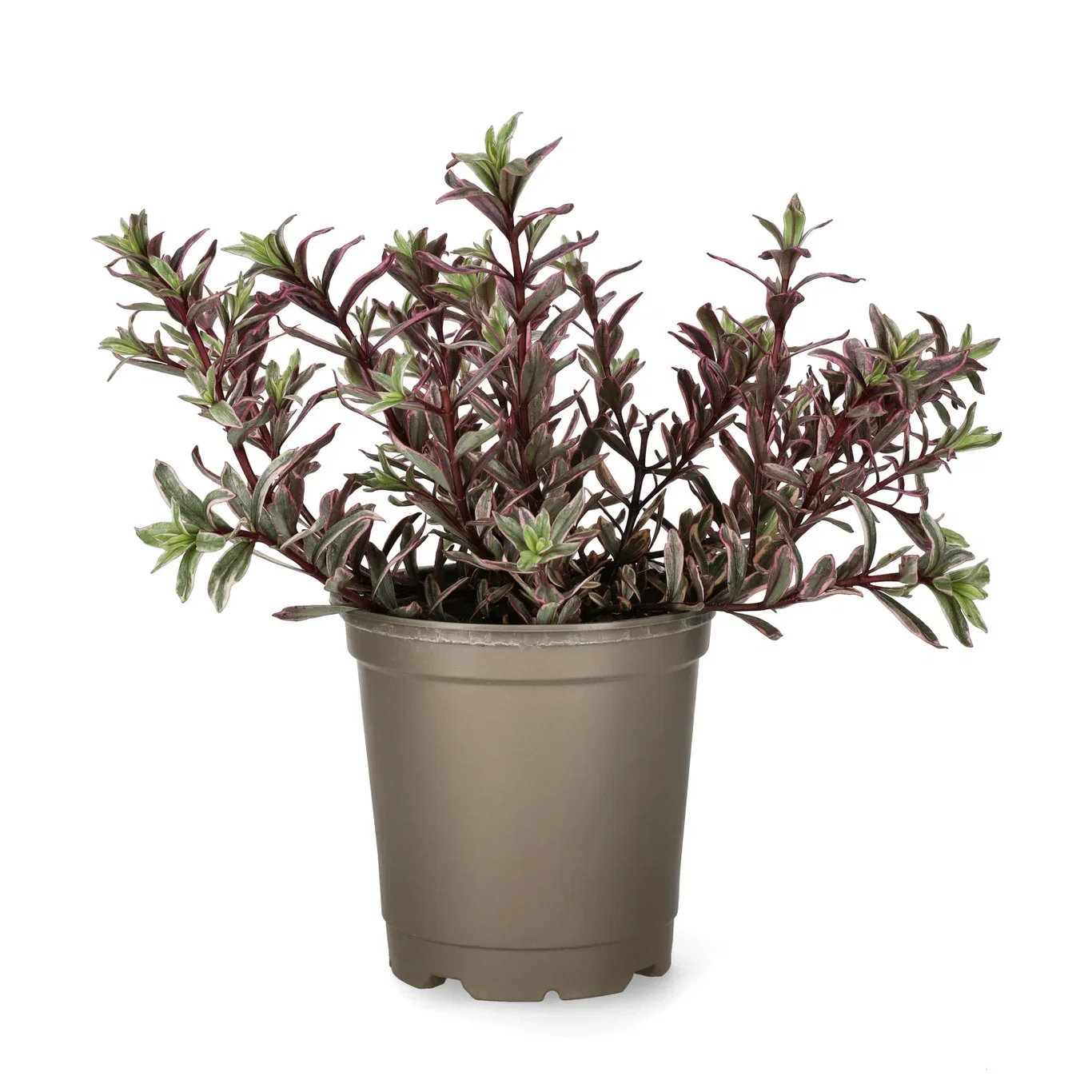 Hebe 'Magicolor' 12 cm