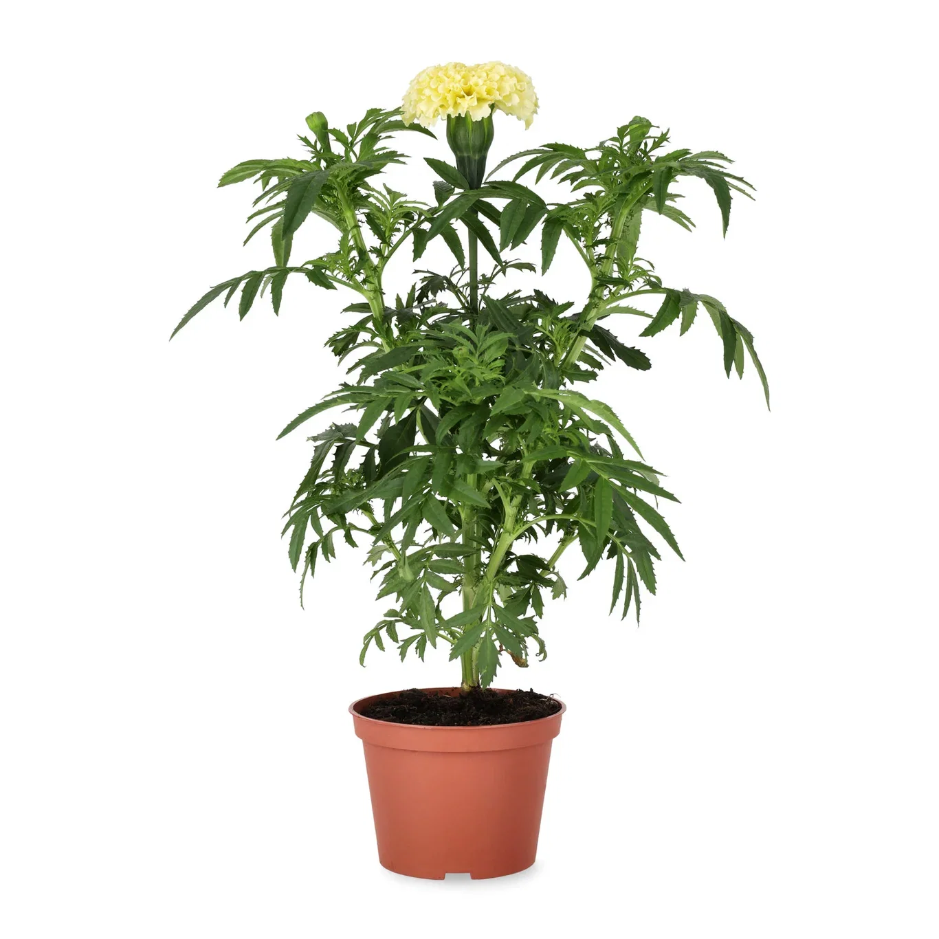 Tagetes big fl.'Vanilla' 11 cm