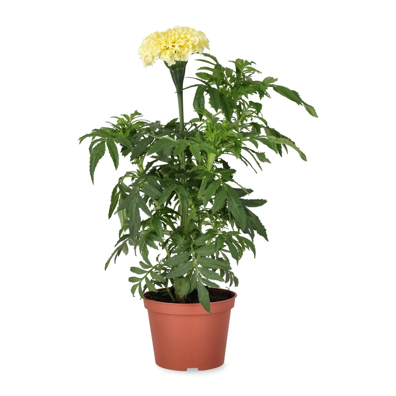 Tagetes big fl.'Vanilla' 11 cm