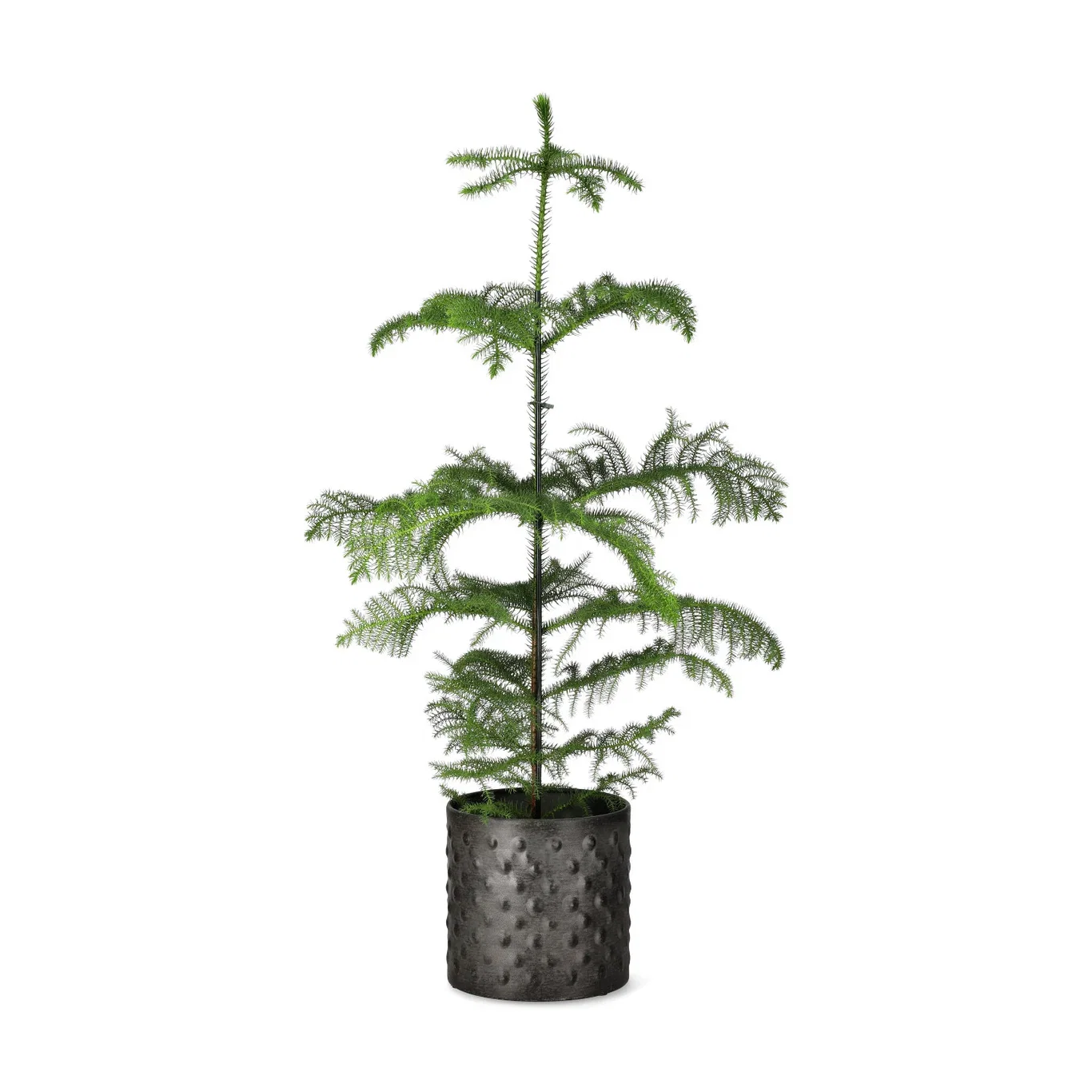 Cain pot D24 antrazit