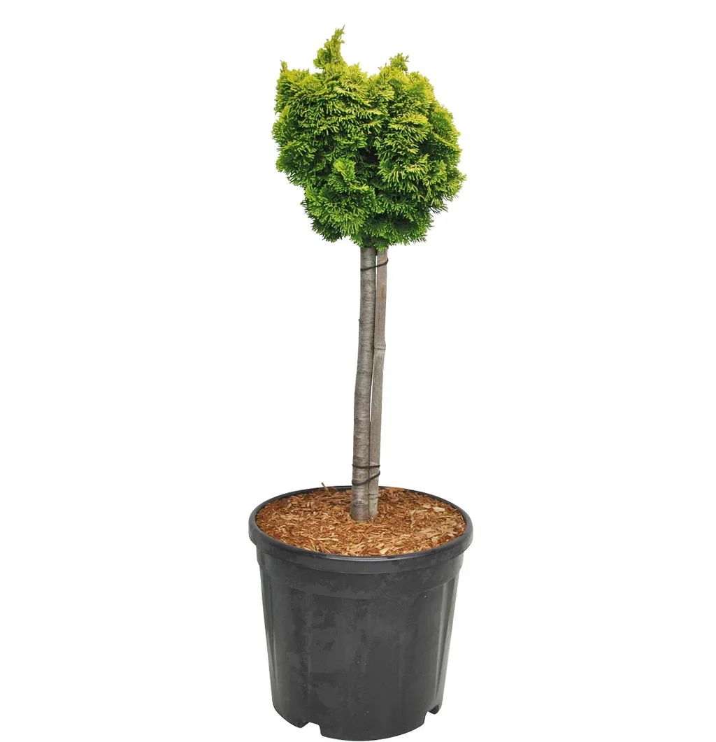 Chamaecyparis o. 'Nana Aurea' Stem 40cm 32cm