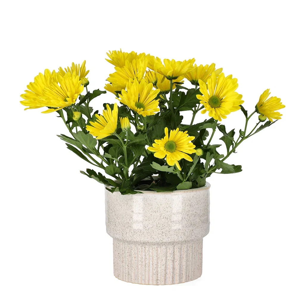 Chrysanthemum indicum Easter 12 cm