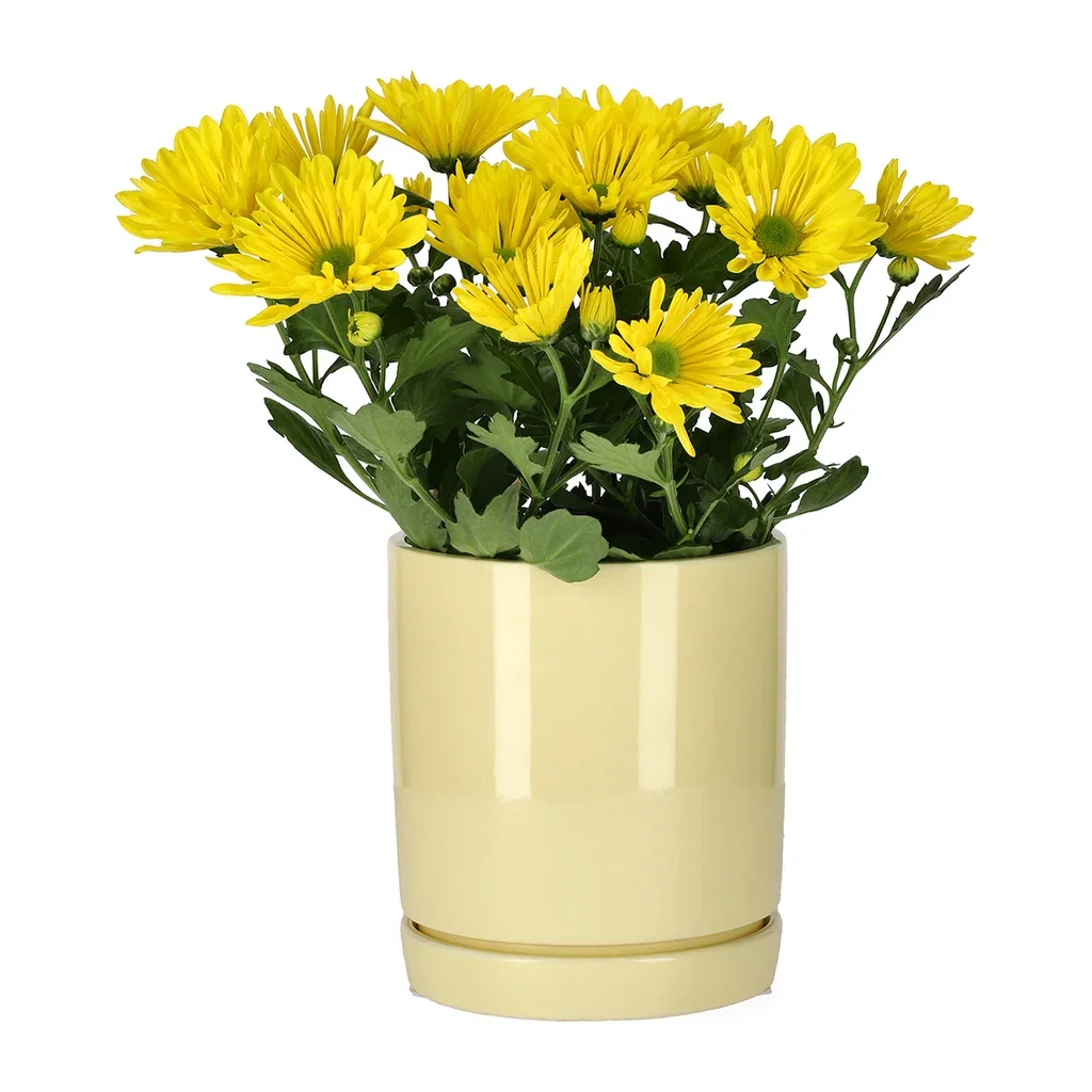 Chrysanthemum indicum Easter 12 cm