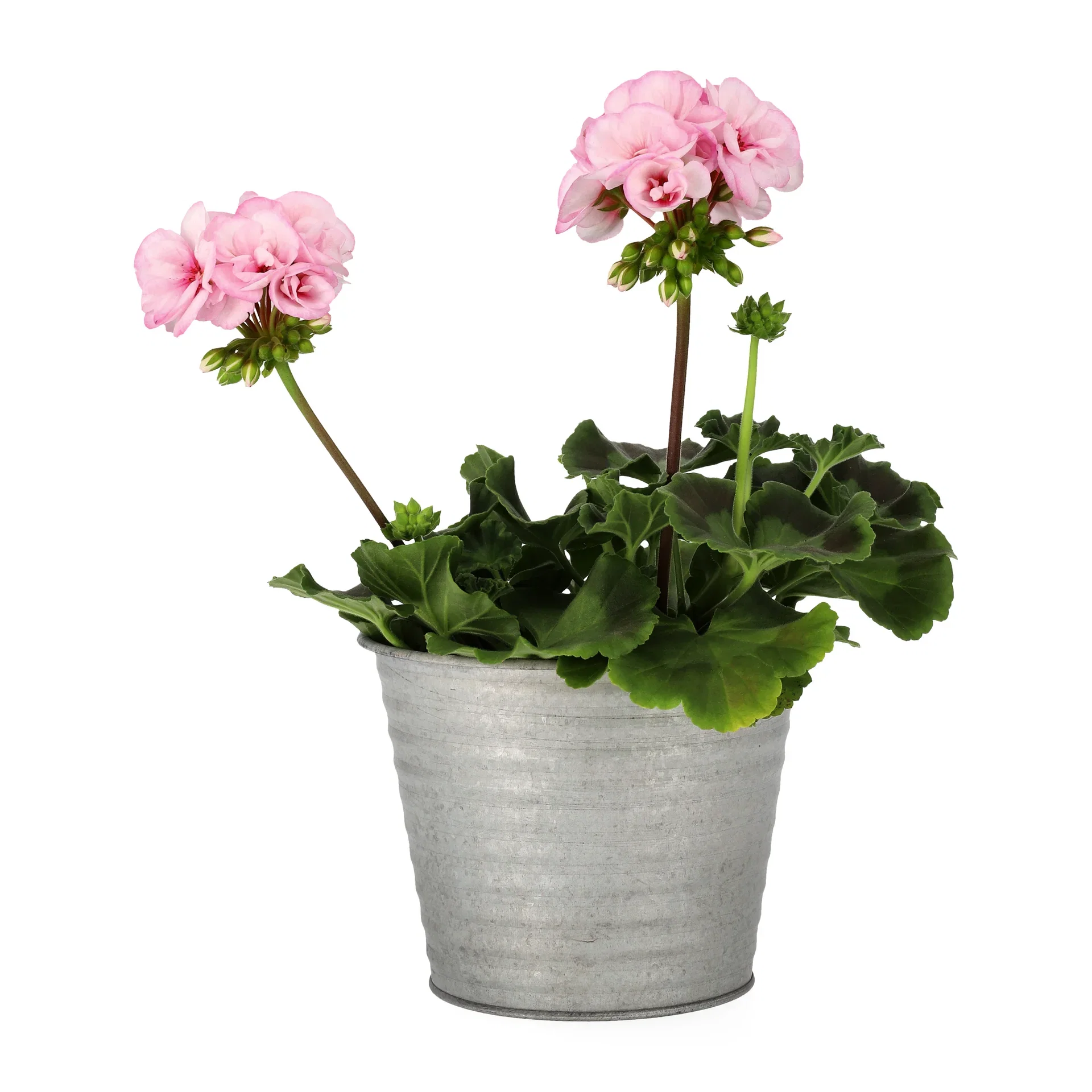 Pel. z. 'Estelle' 14 cm