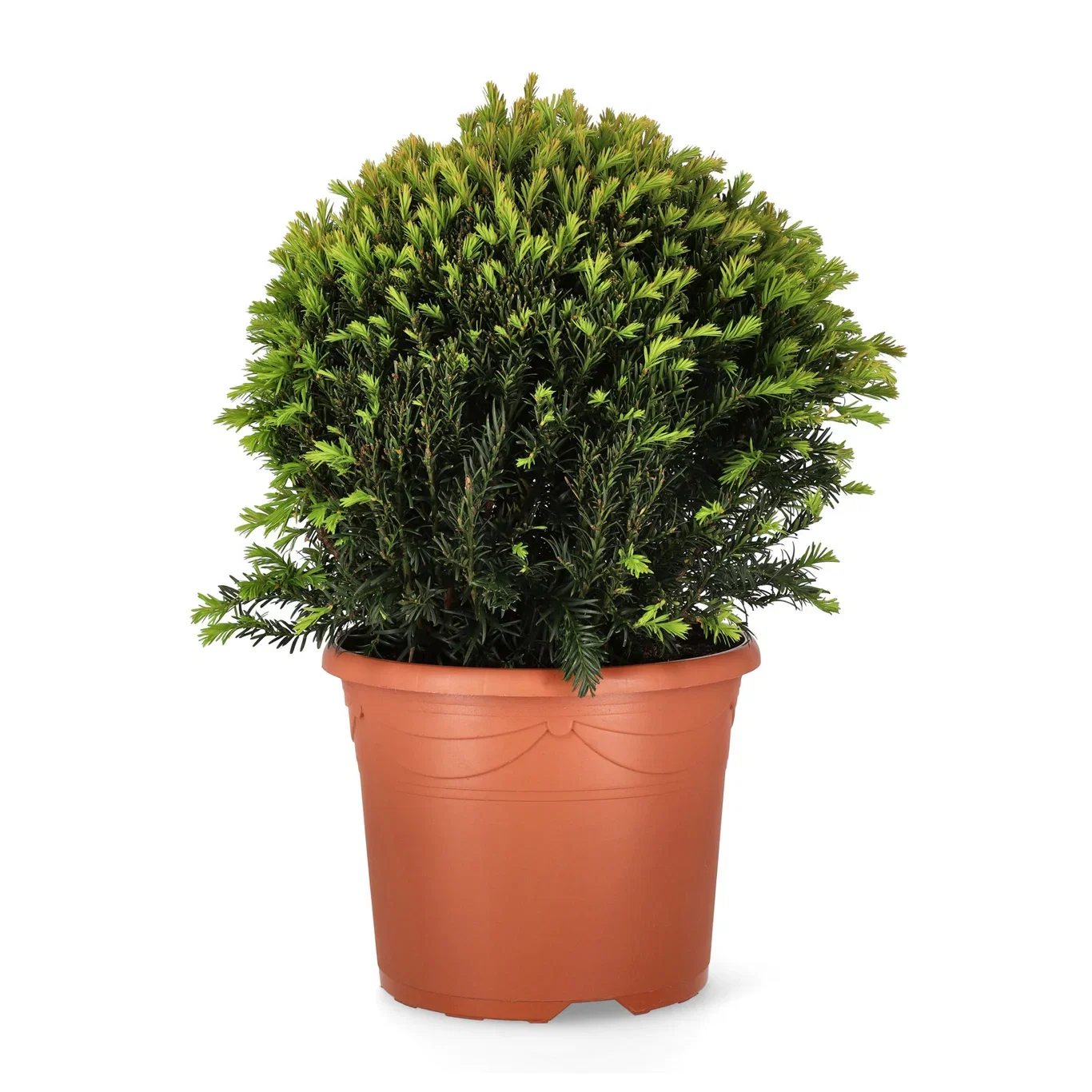 Taxus x media 'Groenland' 32cm Ball 24cm