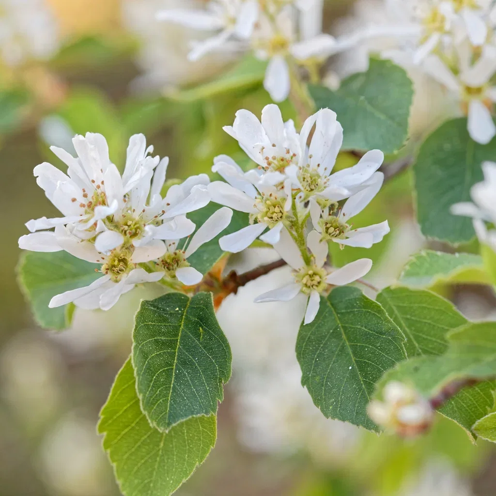 Häggmispel fk FALUN E