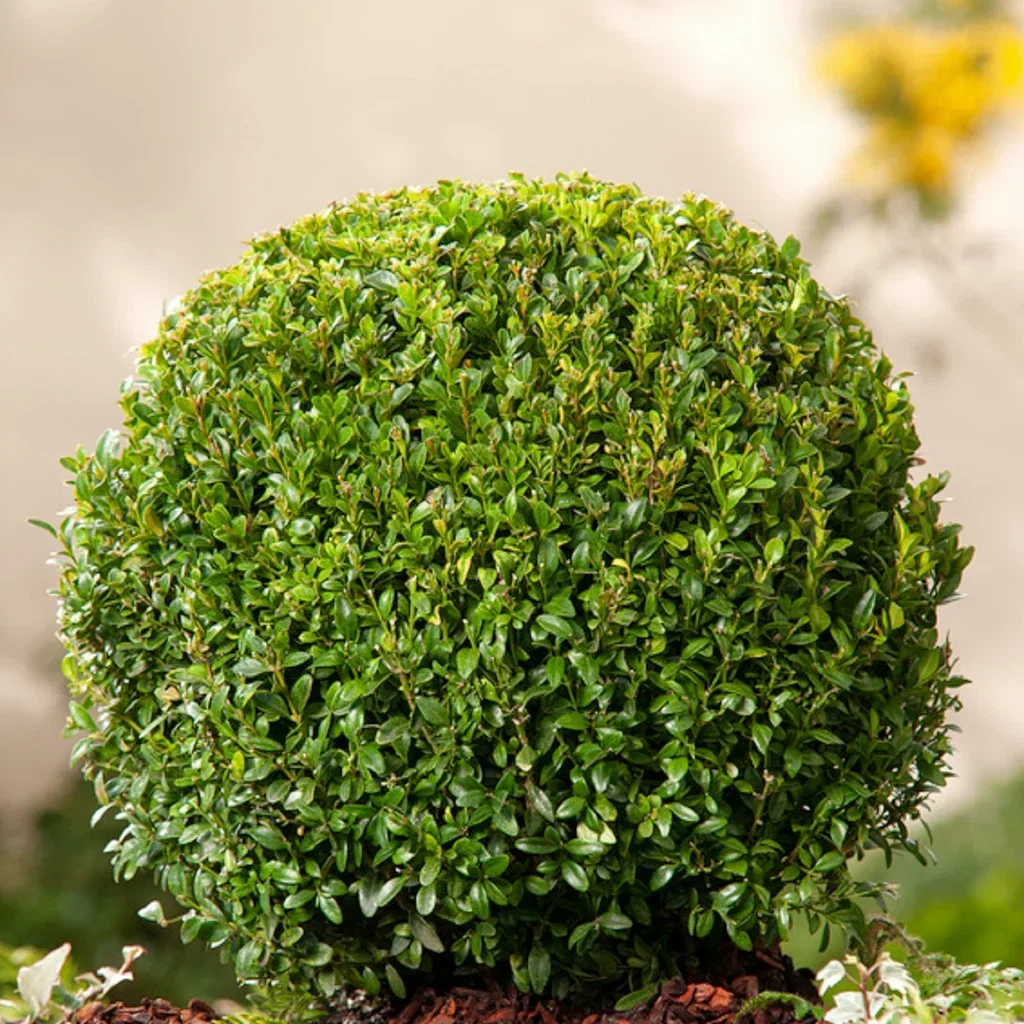 Buxus sempervirens ball 70-75cm 20L
