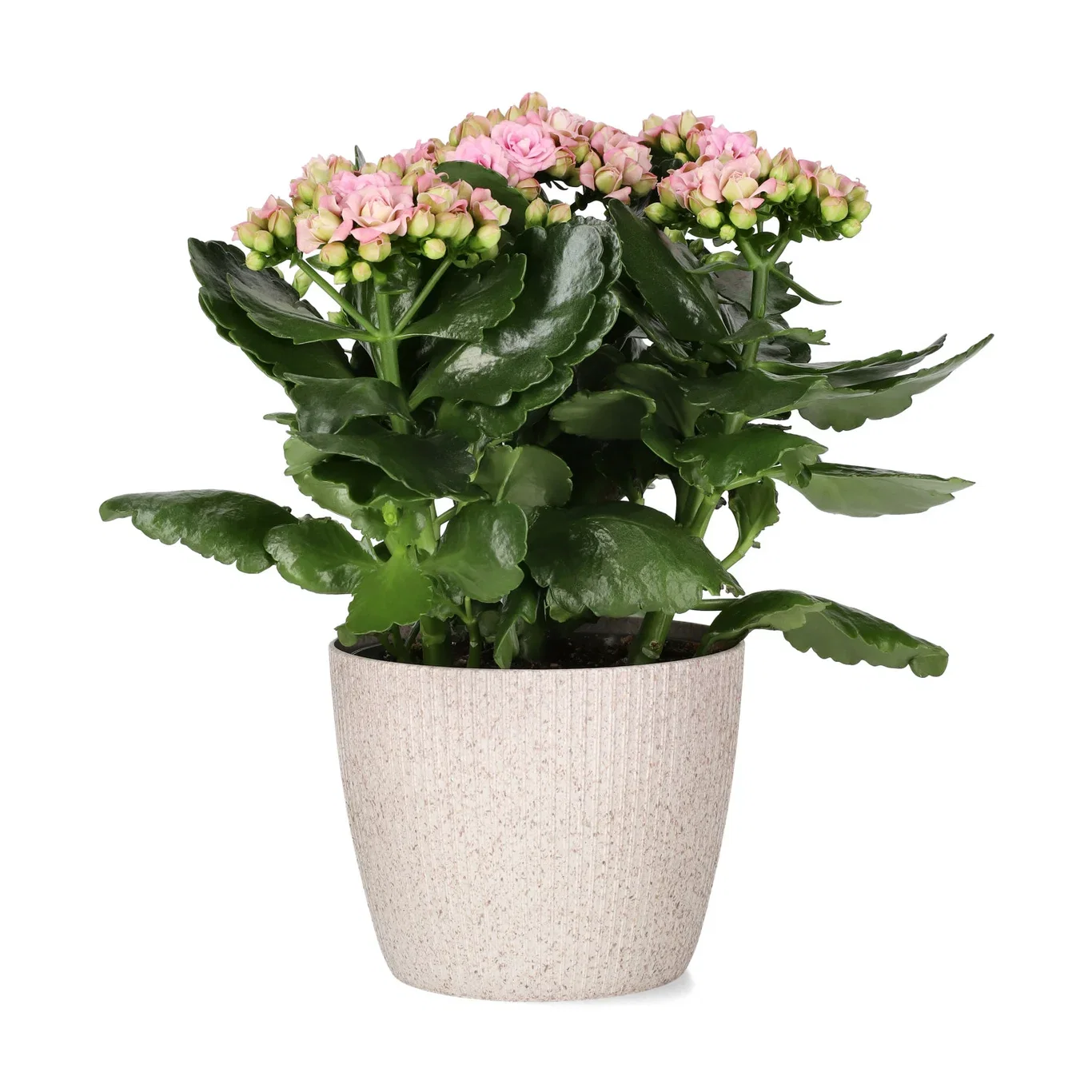 Lisse pot D14 white
